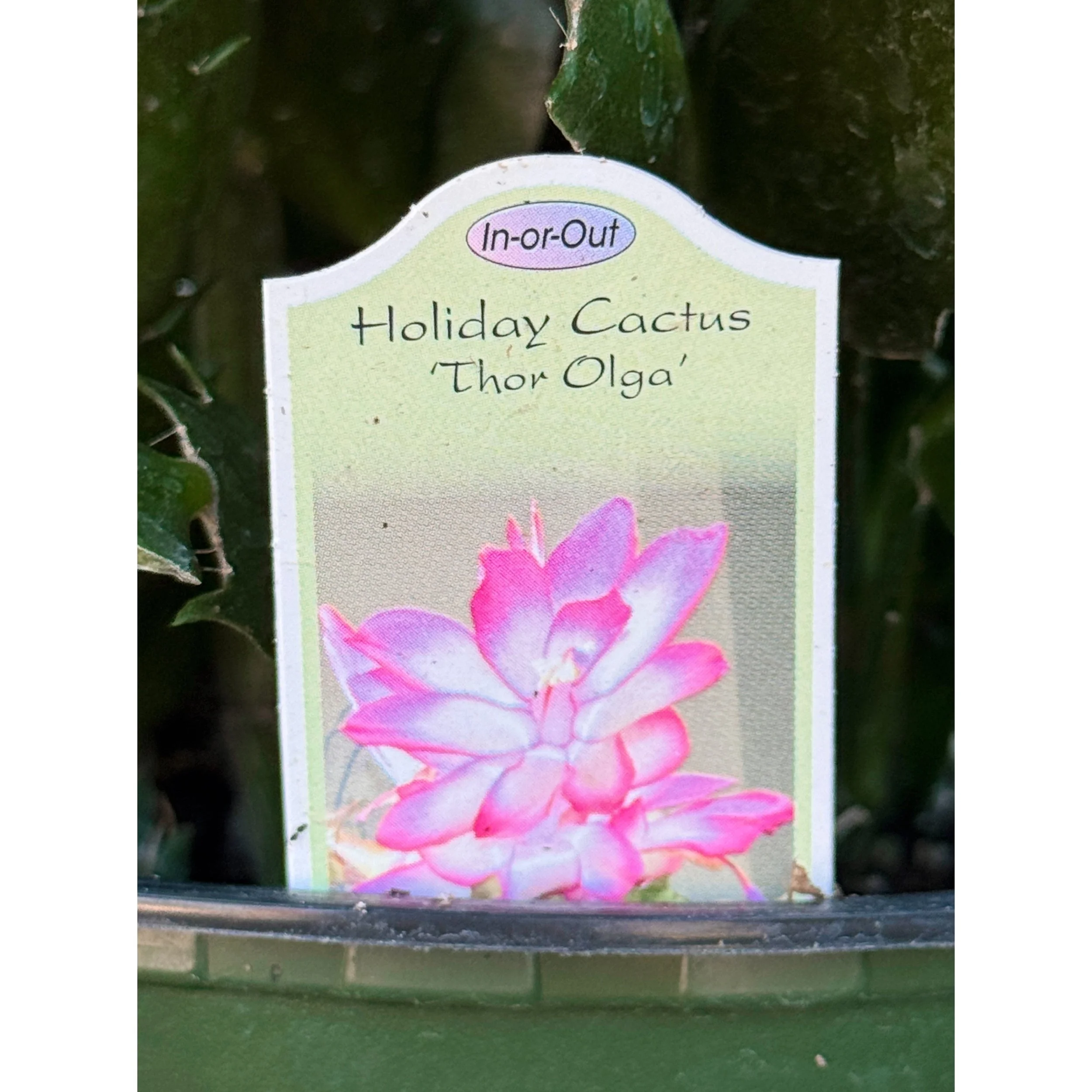 Holiday Cactus - Schlumbergera Hybrid 'Thor Olga' (Fuchsia and White Blooms)