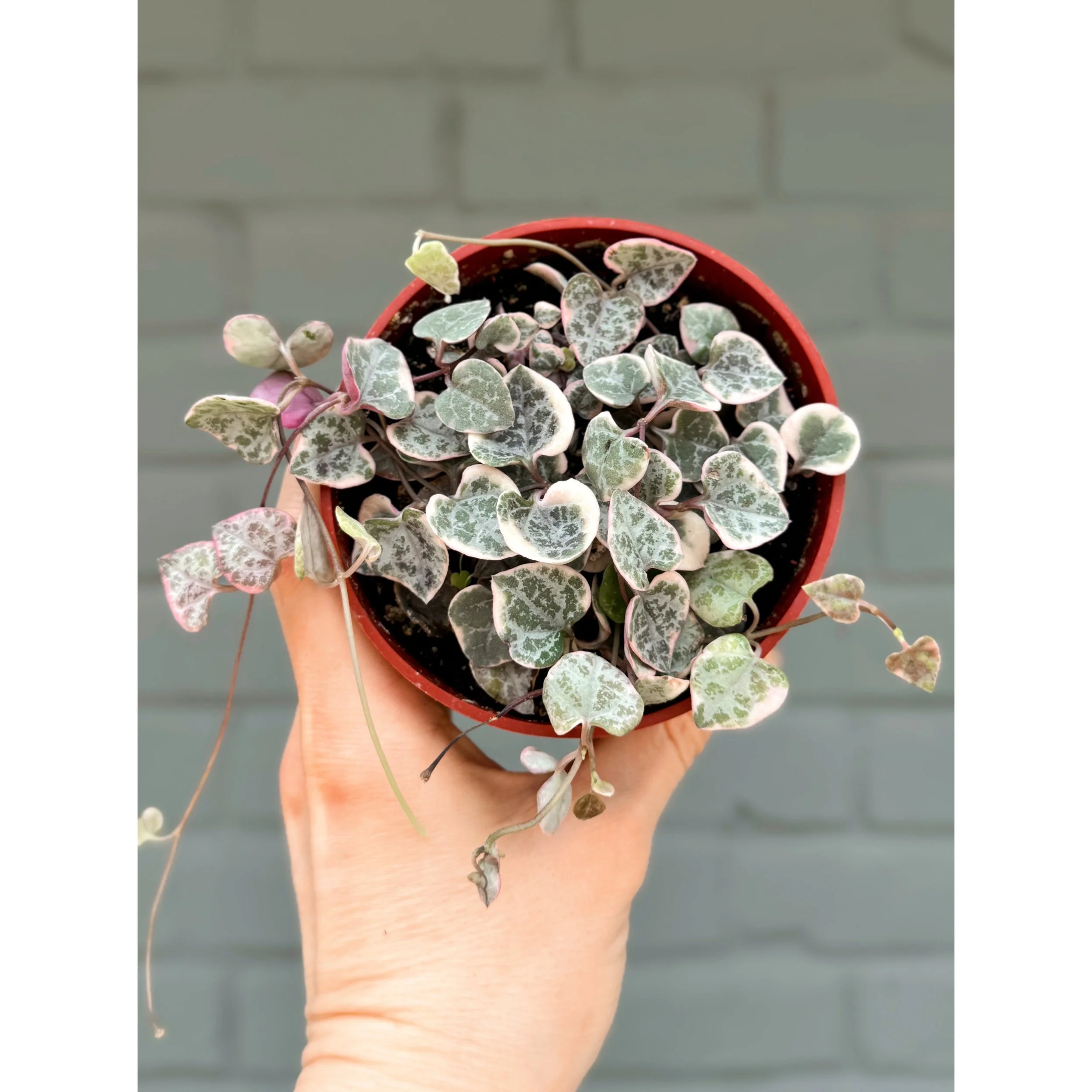 Ceropegia Woodii Variegata 'Variegated String of Hearts' 4”