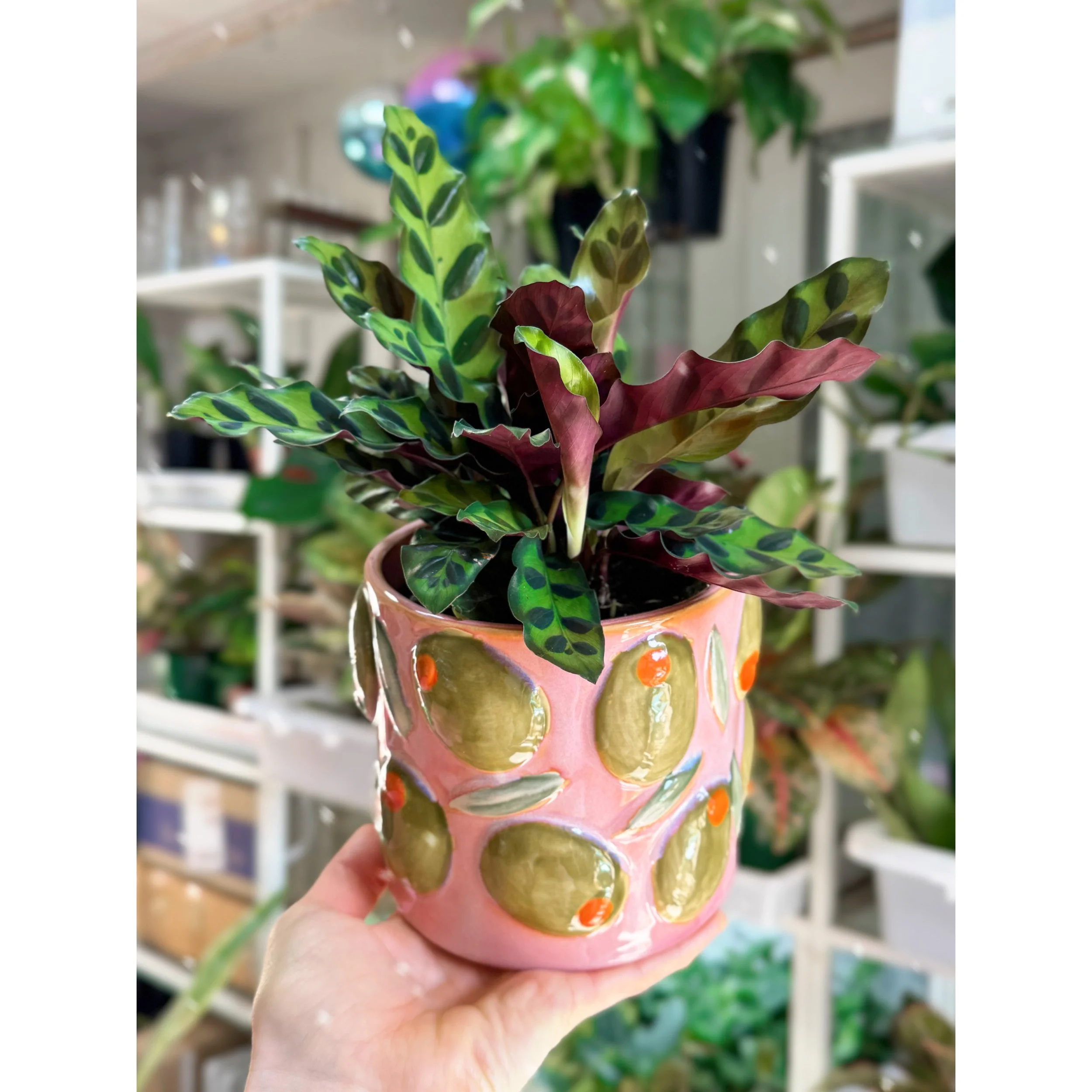 Calathea Lancifolia 'Rattlesnake' Prayer Plant with Olive Pot