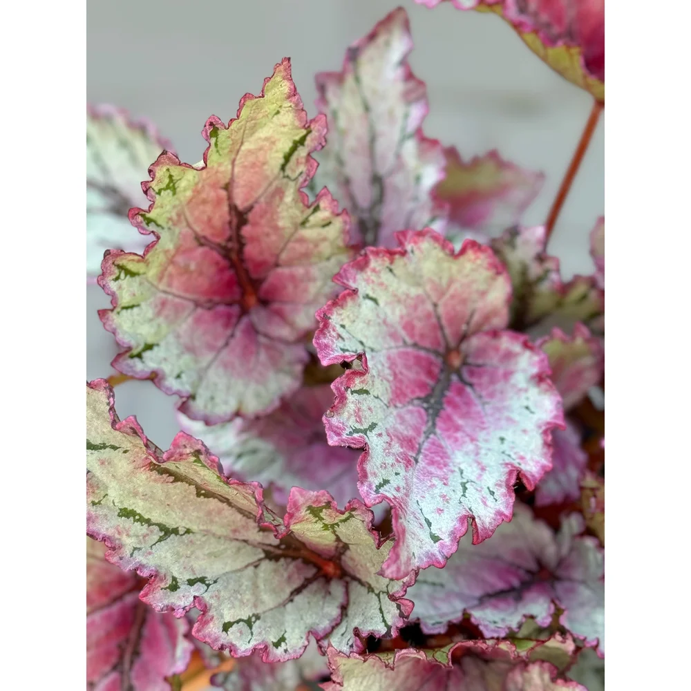 Rex Begonia 'Rose Splash' — Stayin' Alive Succulents