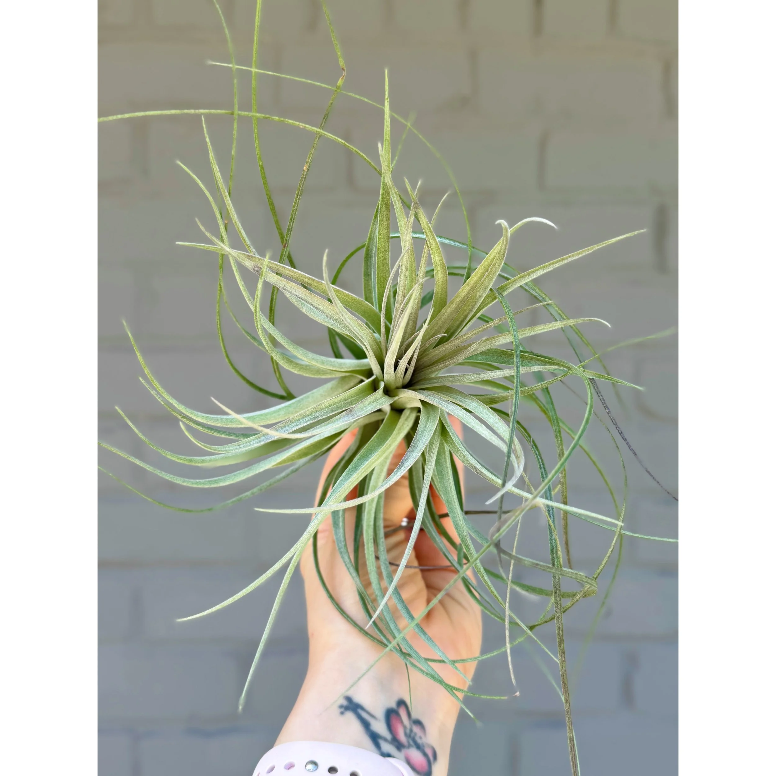 Tillandsia Houston - Air Plant
