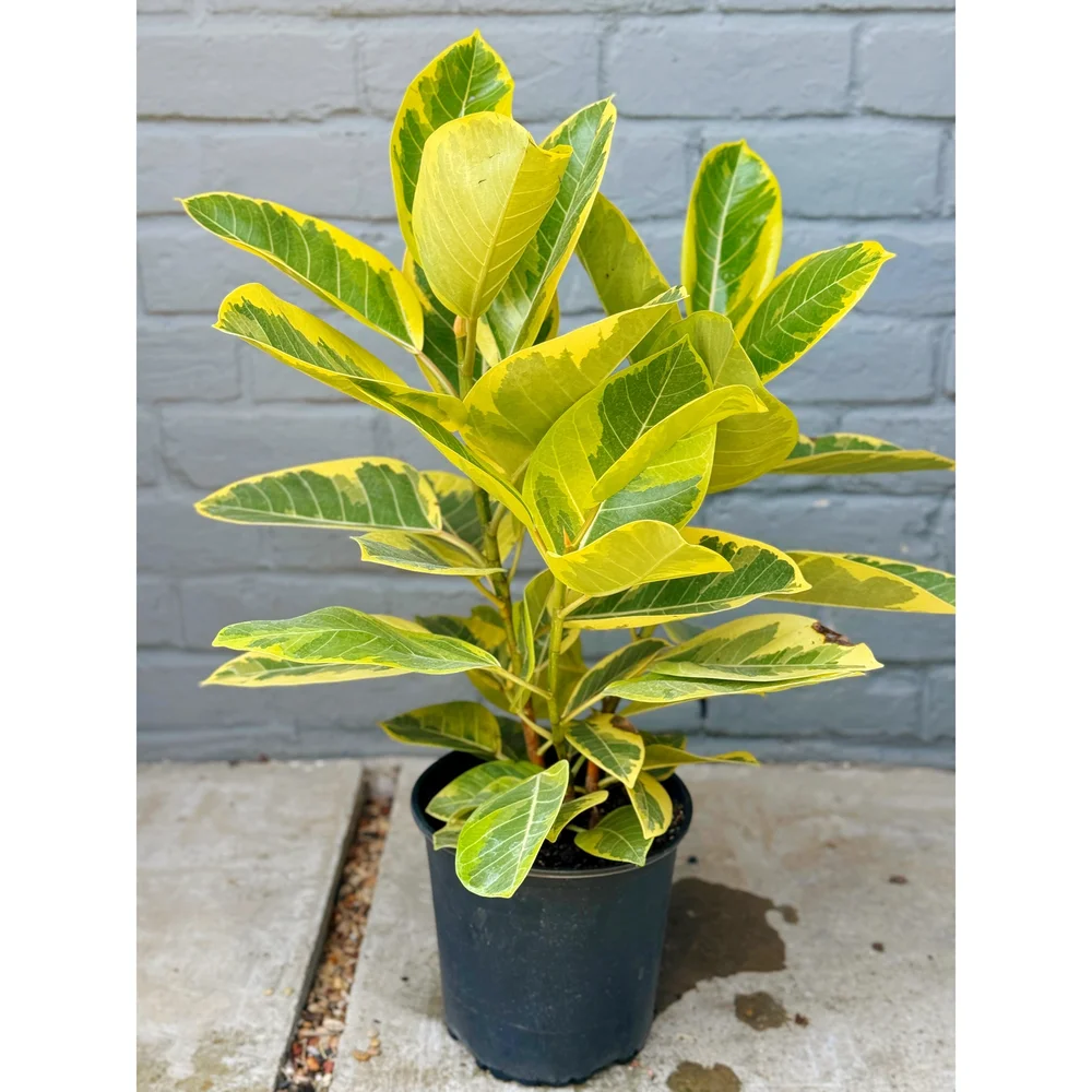 Ficus Altissima 'Yellow Gem' — Stayin' Alive Succulents