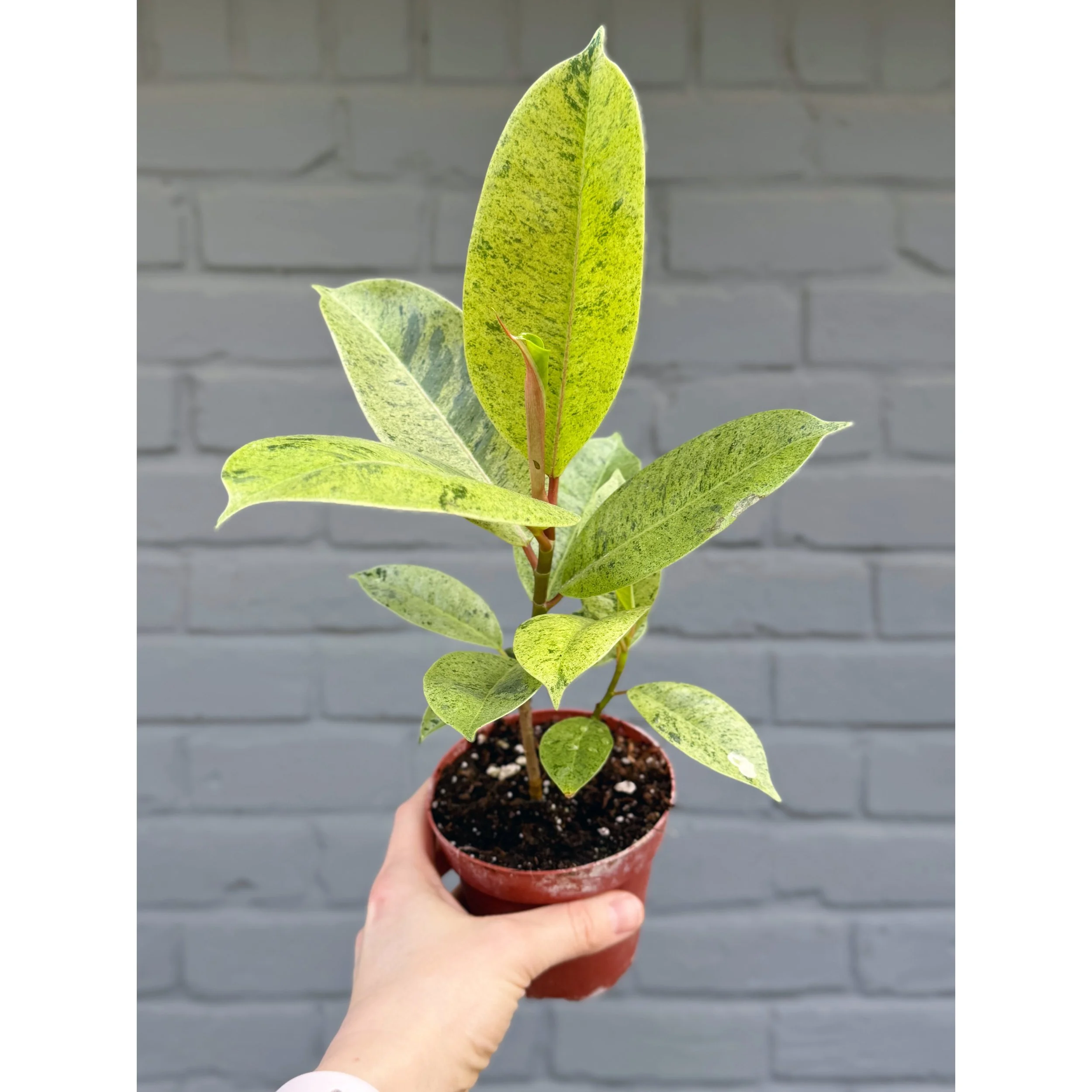 Ficus 'Shivereana' 4"