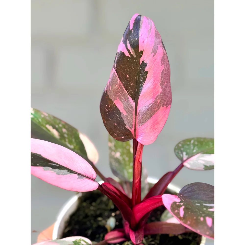 P.Pink Princess sporelingピンクプリンセス スポア株 新商品】P.Pink