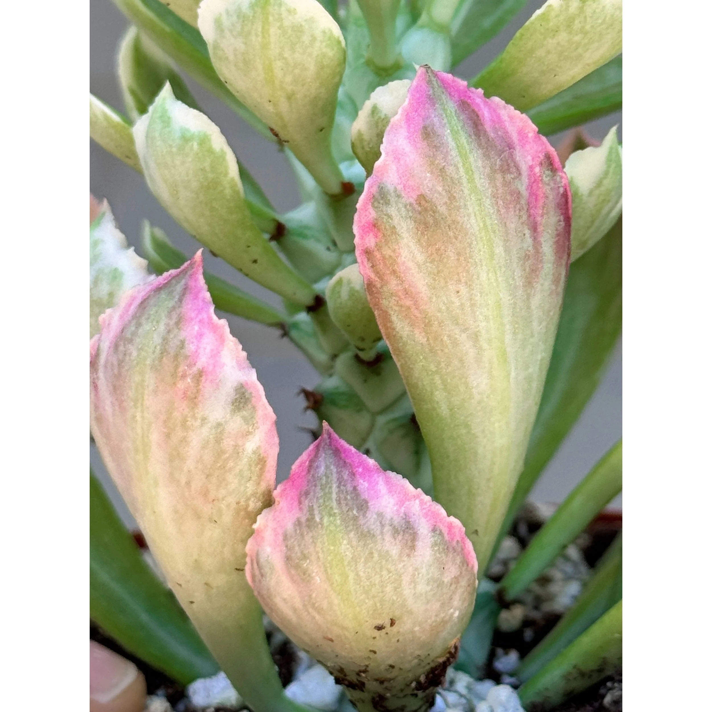 Euphorbia Variegated 'Ritchiei'