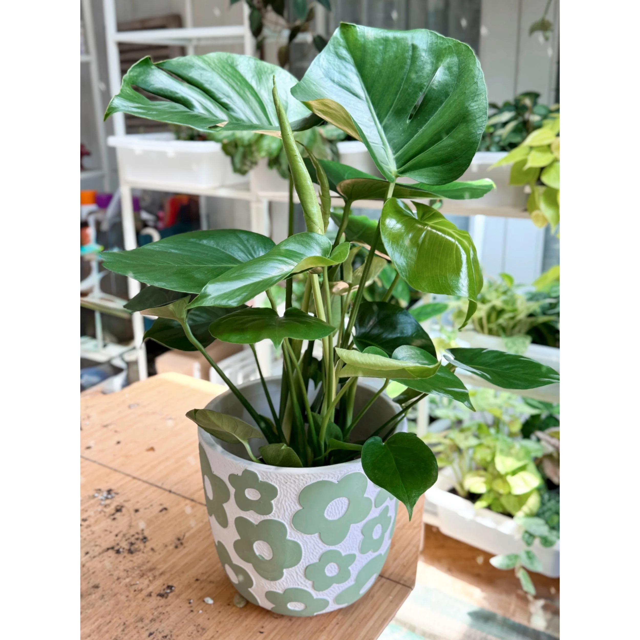 Monstera Deliciosa in Flower Power Green Pot