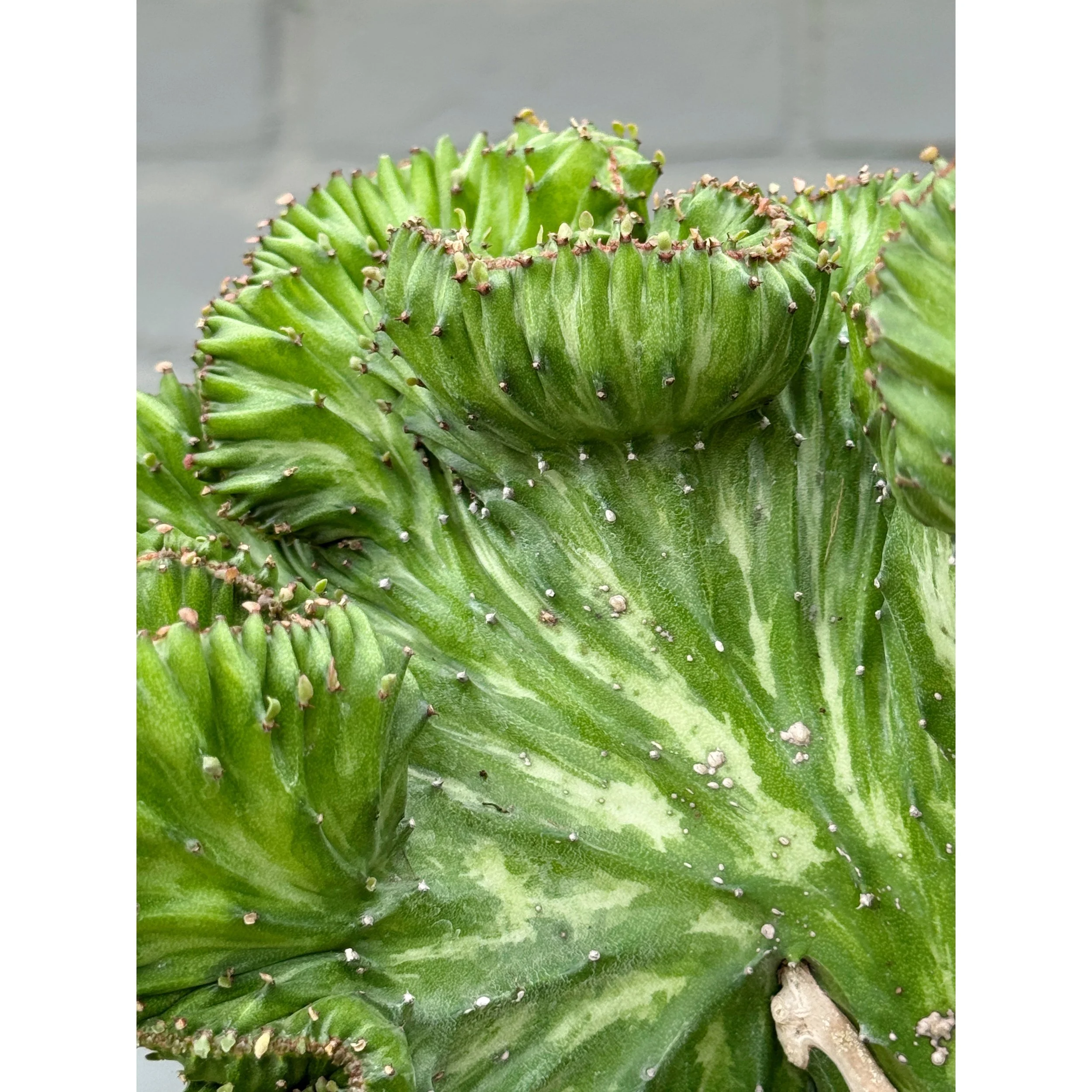 Grafted Coral Cactus 'Mermaid Tail' - Light Green Variegated