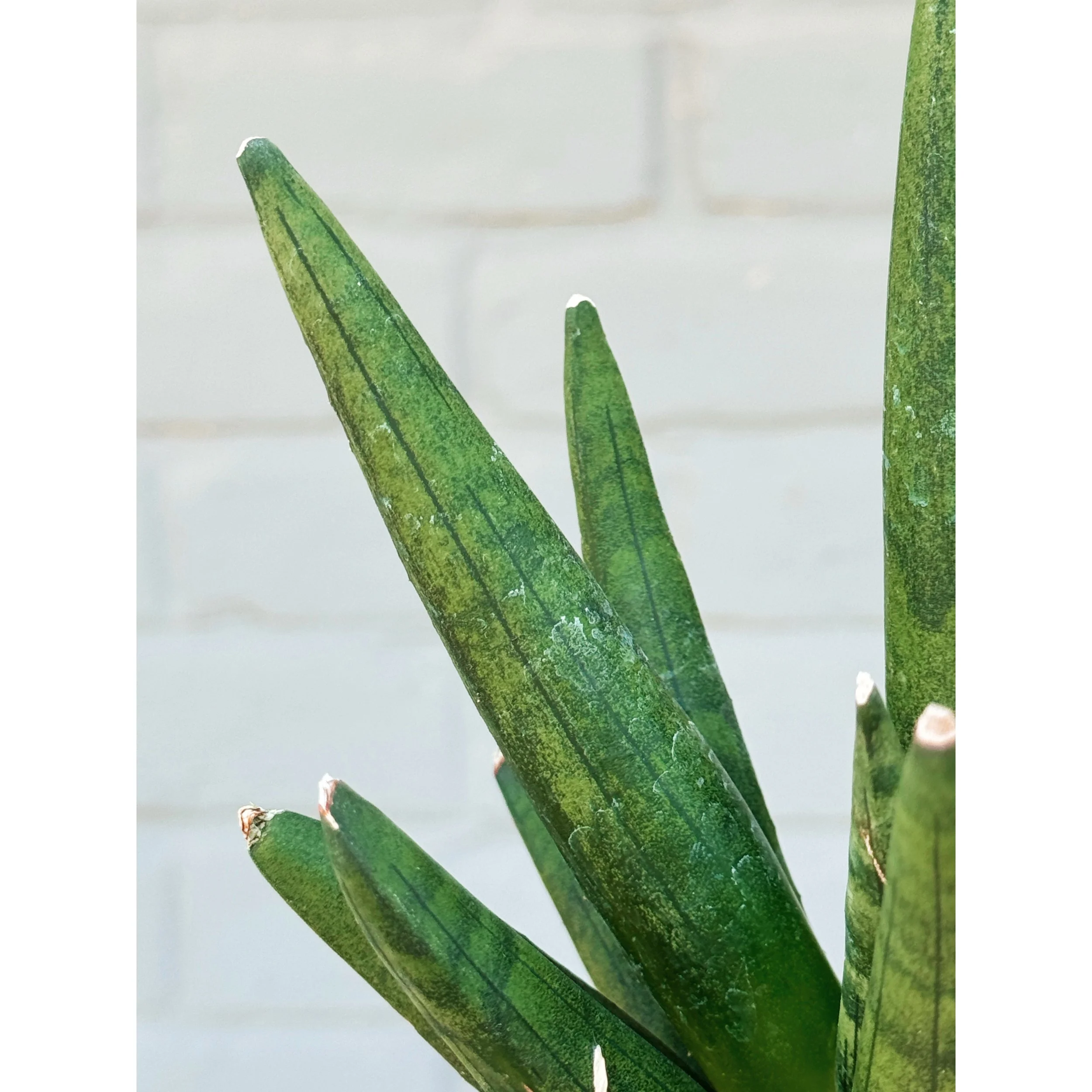 Sansevieria Boncellensis 'Hedgehog'