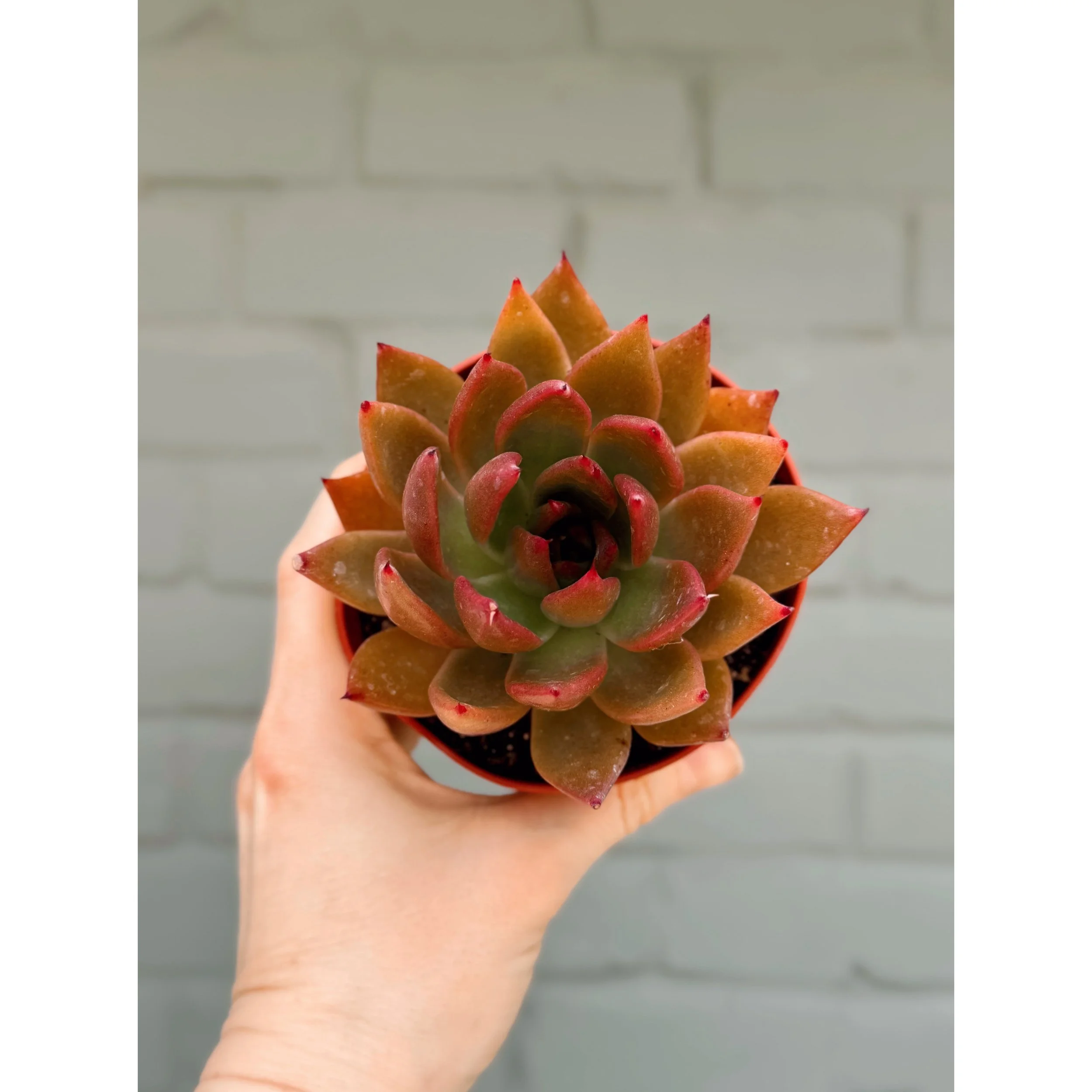 Echeveria Agavoides Red, Green Bronze