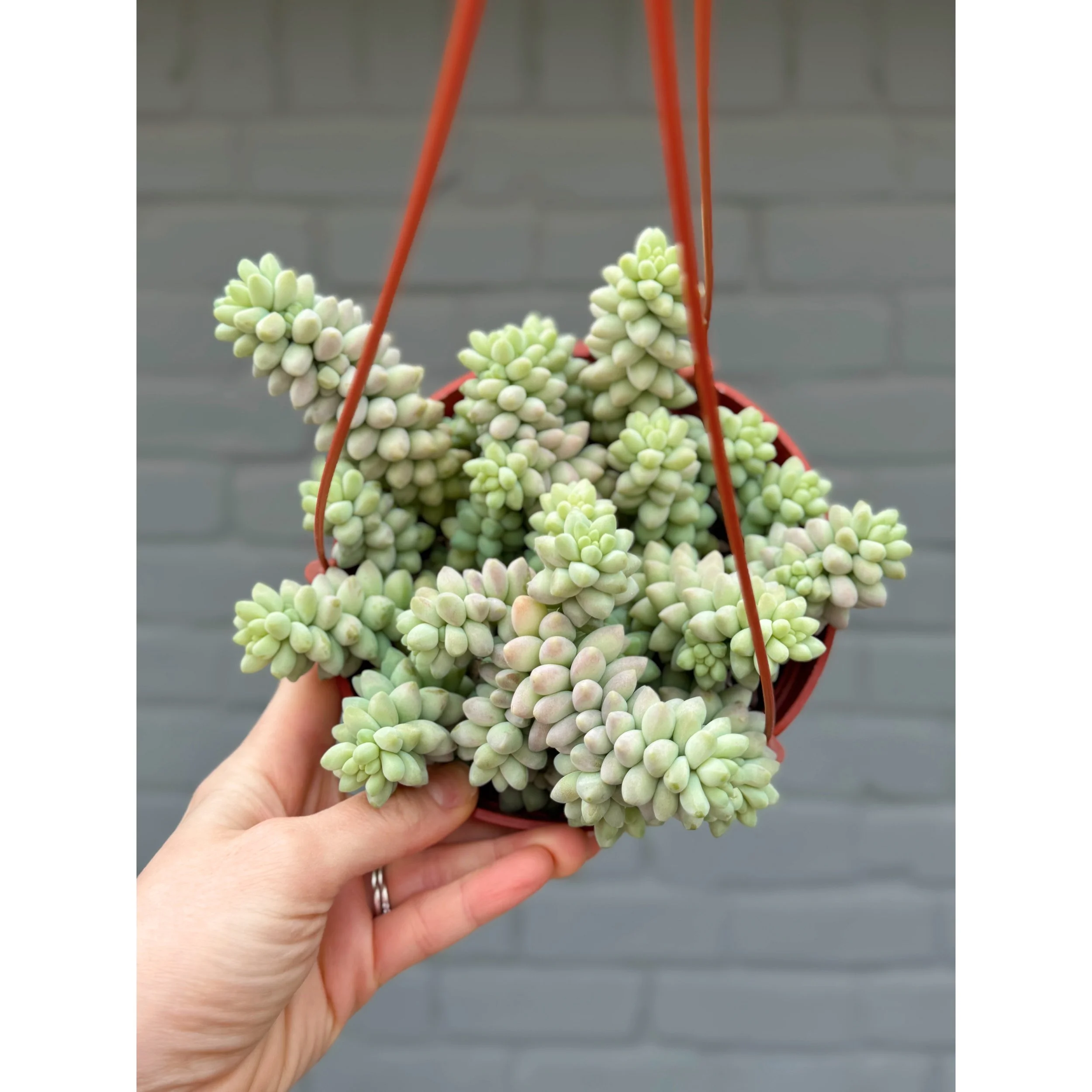 Sedum Morganianum 'Donkey Tail'
