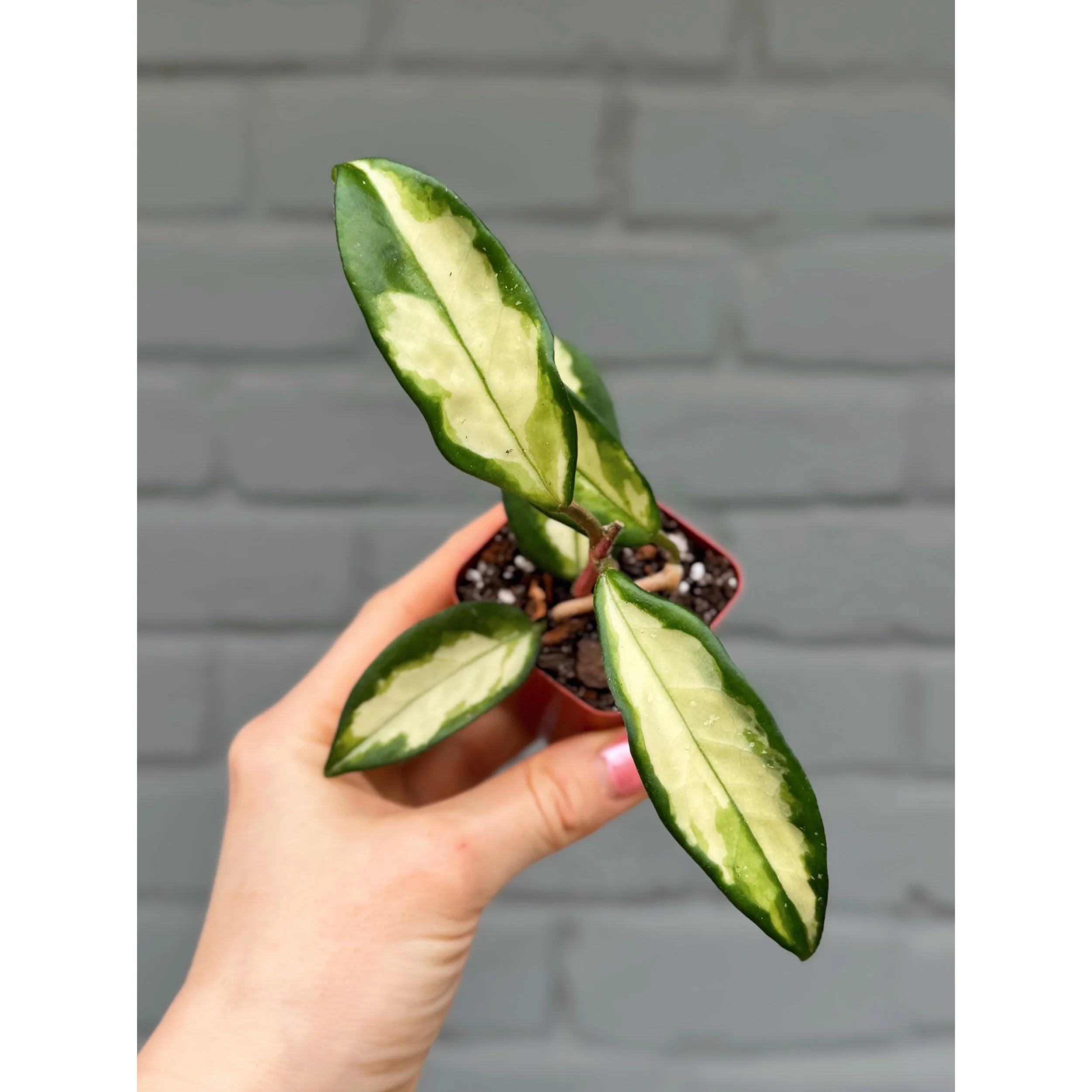 Hoya Carnosa Tricolor 'Krimson Princess'