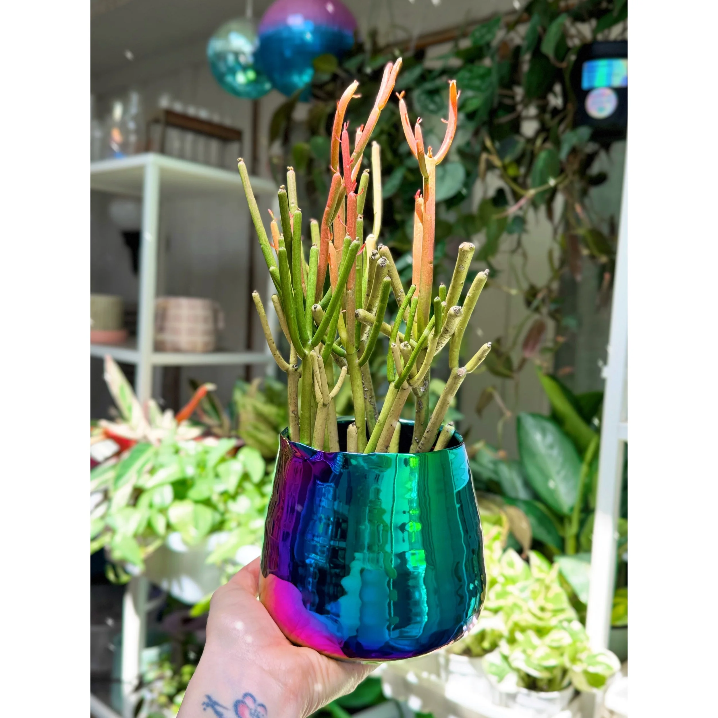 Firesticks in Rainbow Pot