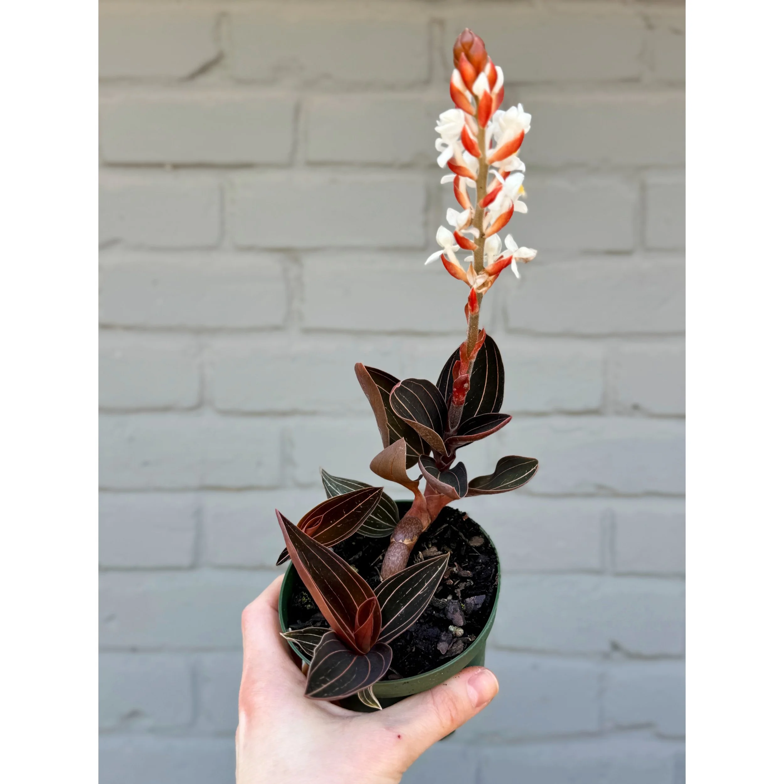 Ludisia Discolor 'Jewel Orchid'