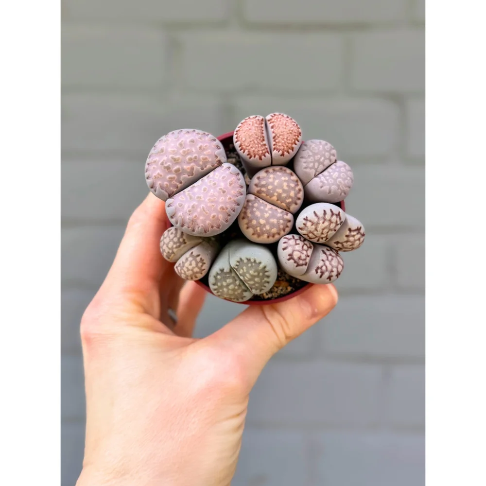 Lithops Living Stones - Assorted Clusters  Stayin' Alive Succulents