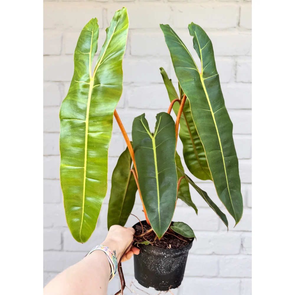 Philodendron Billietiae 6"  Stayin' Alive Succulents