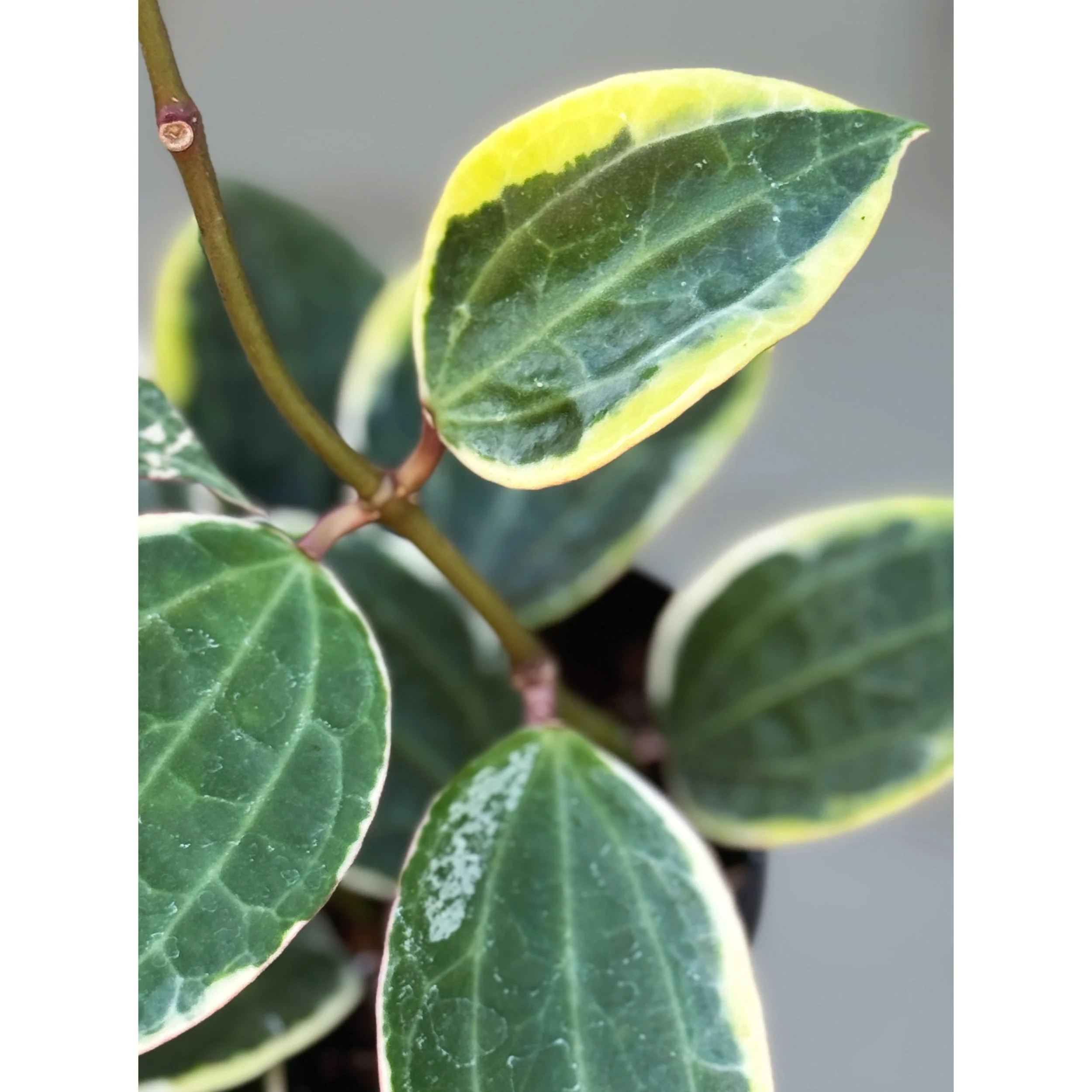 Hoya Macrophylla Variegata