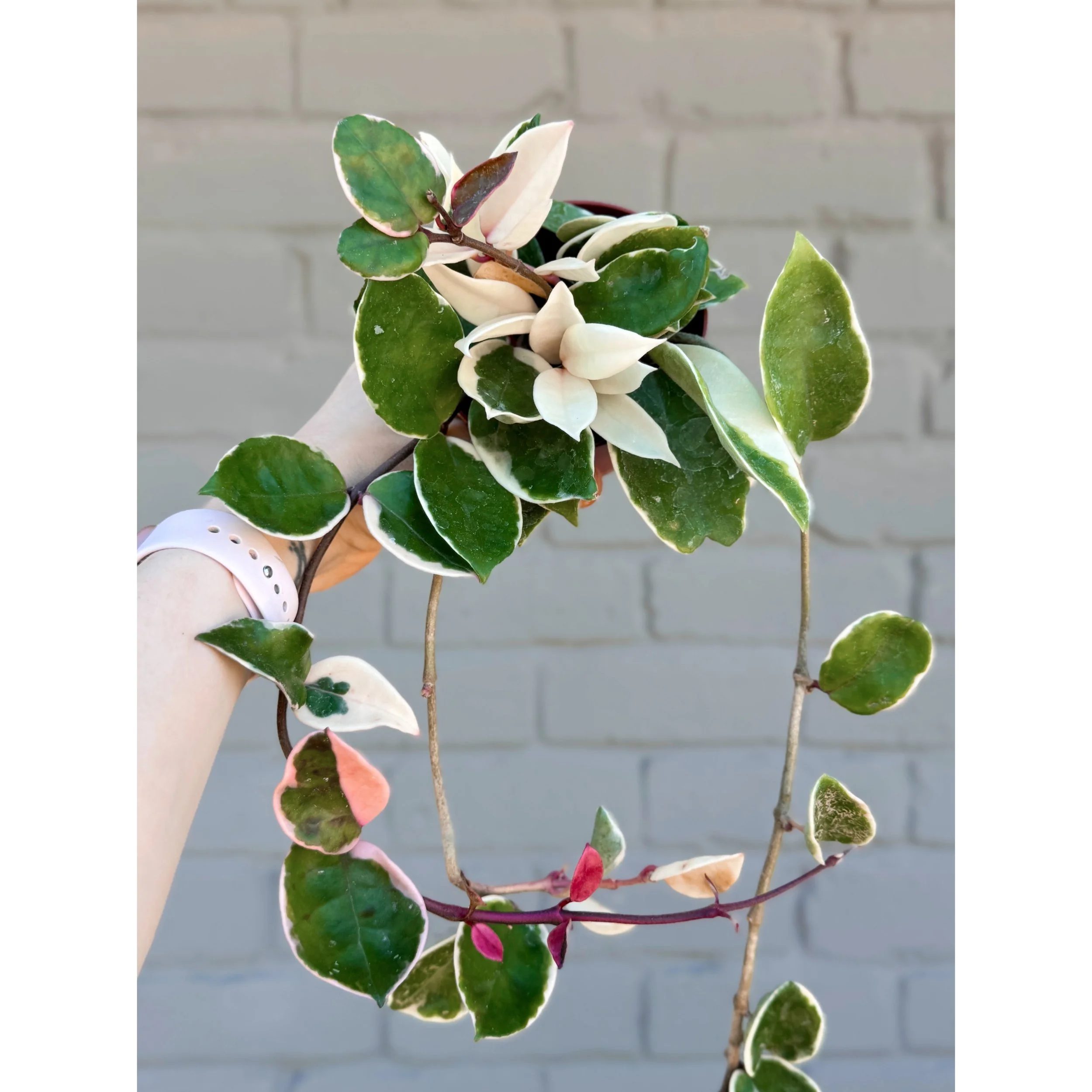 Hoya Carnosa cv. Snowball 4" XL