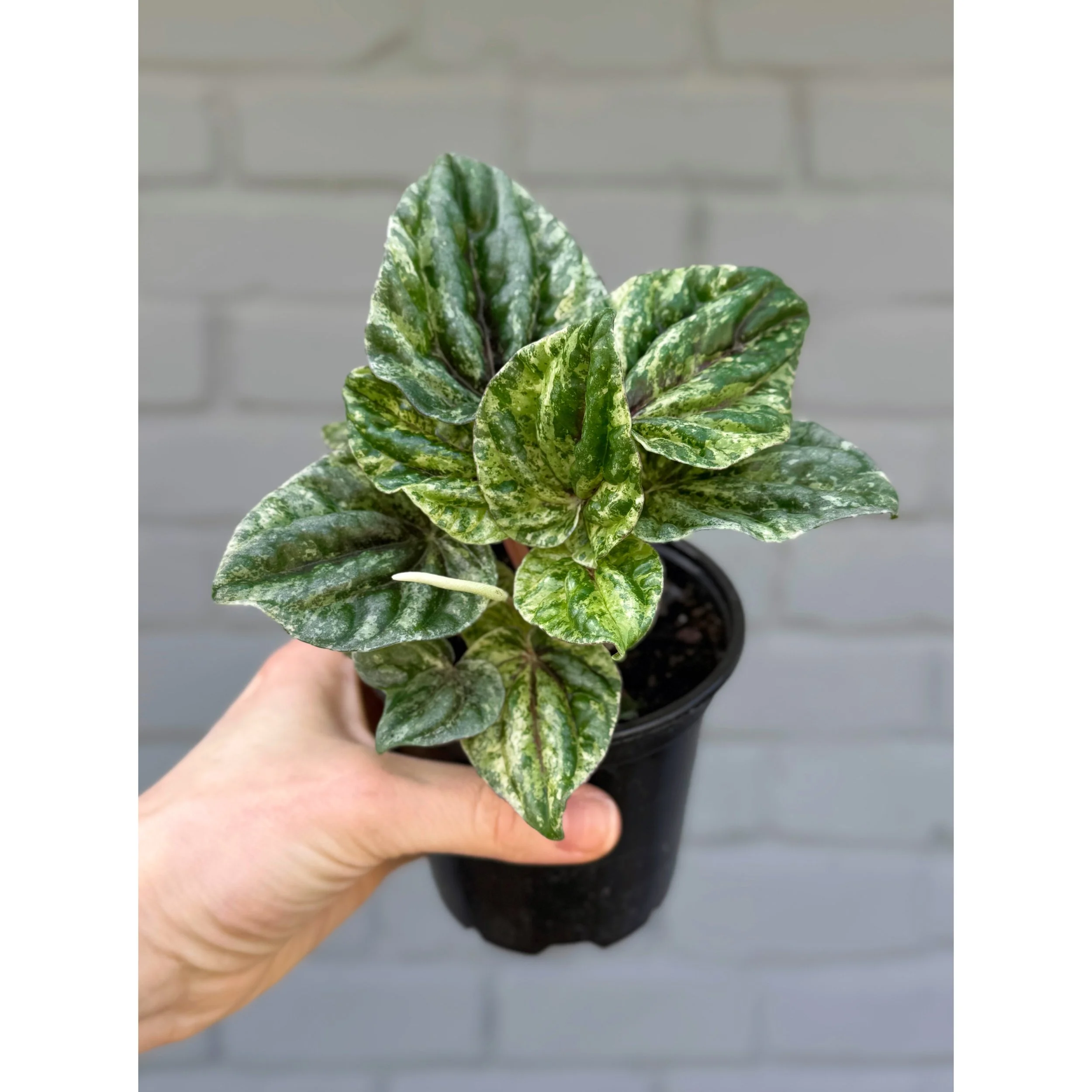 Peperomia Caperata 'Buenos Aires'