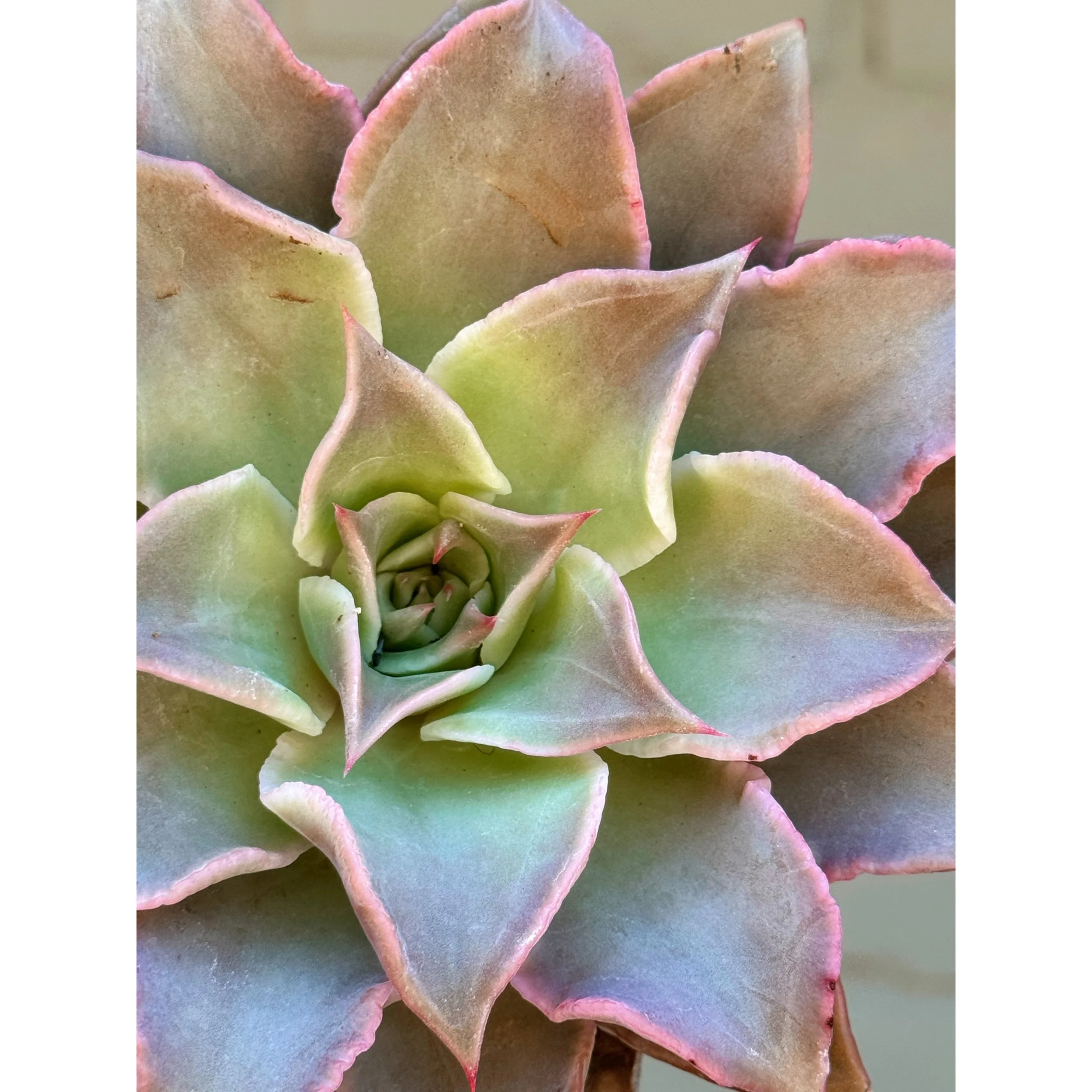 Echeveria 'Madiba'