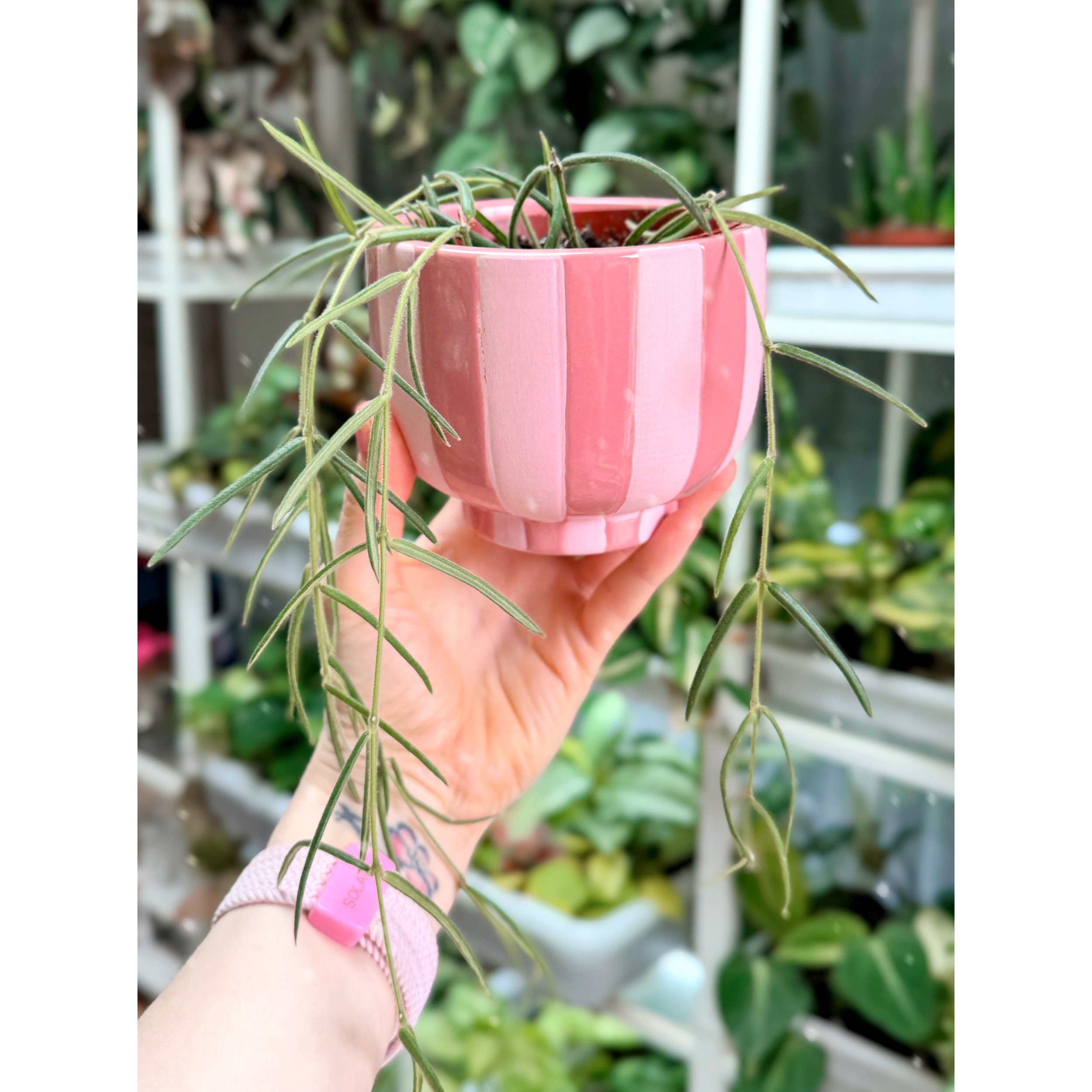 Hoya Linearis 4" in Pink Candy Stripe Compote