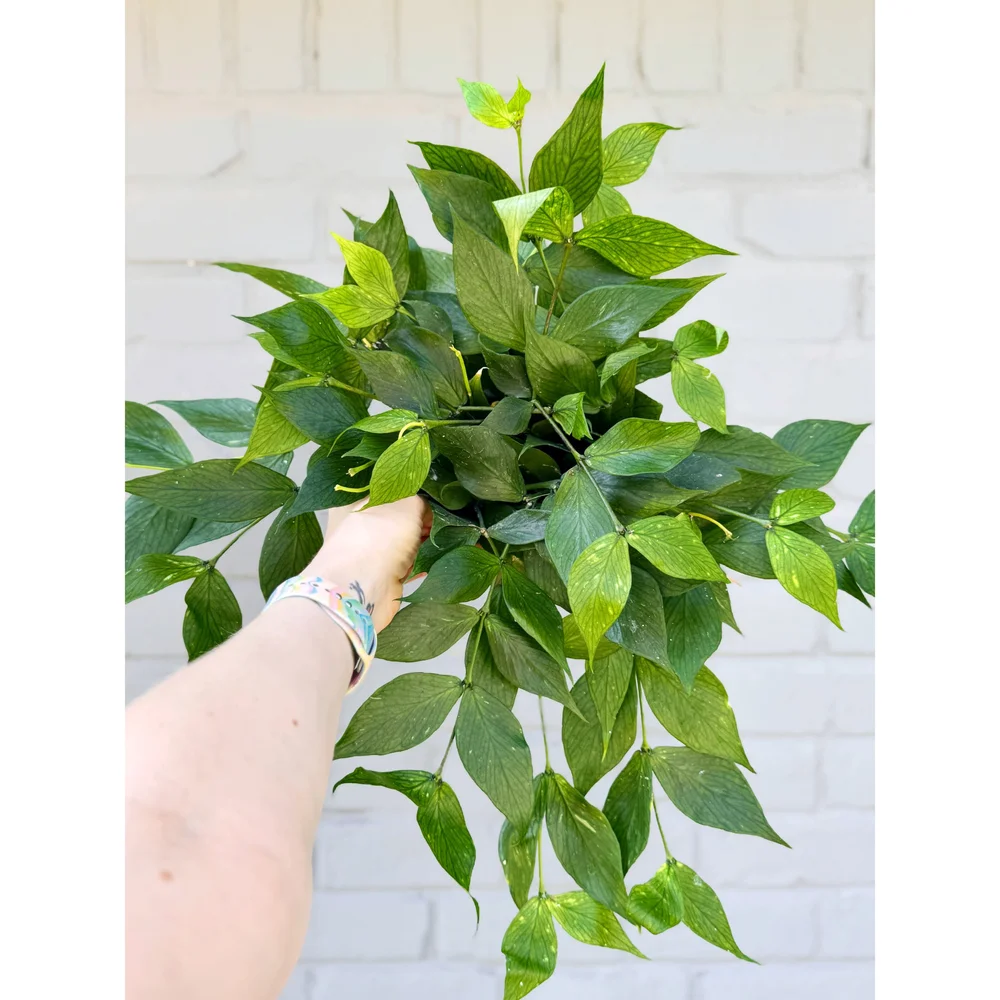 Hoya Polyneura 'Fishtail' 6