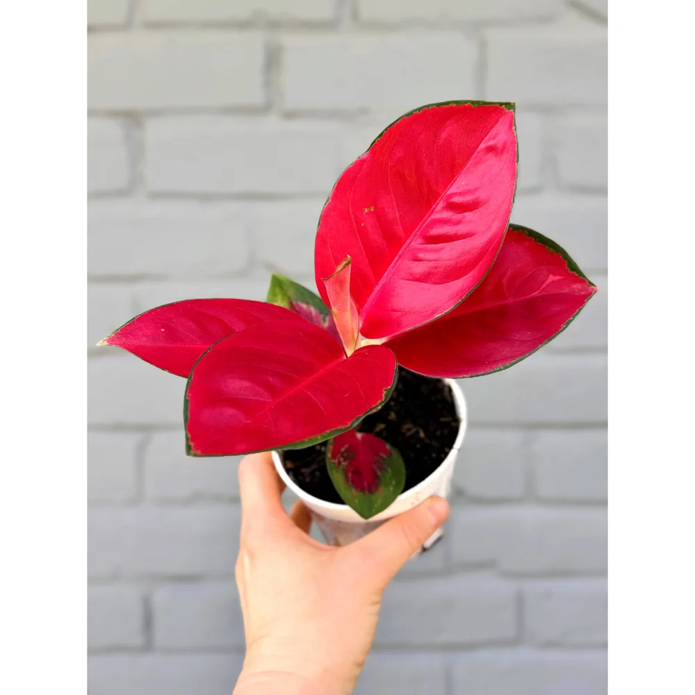 Aglaonema Hybrid 'Red King' 4"  Stayin' Alive Succulents