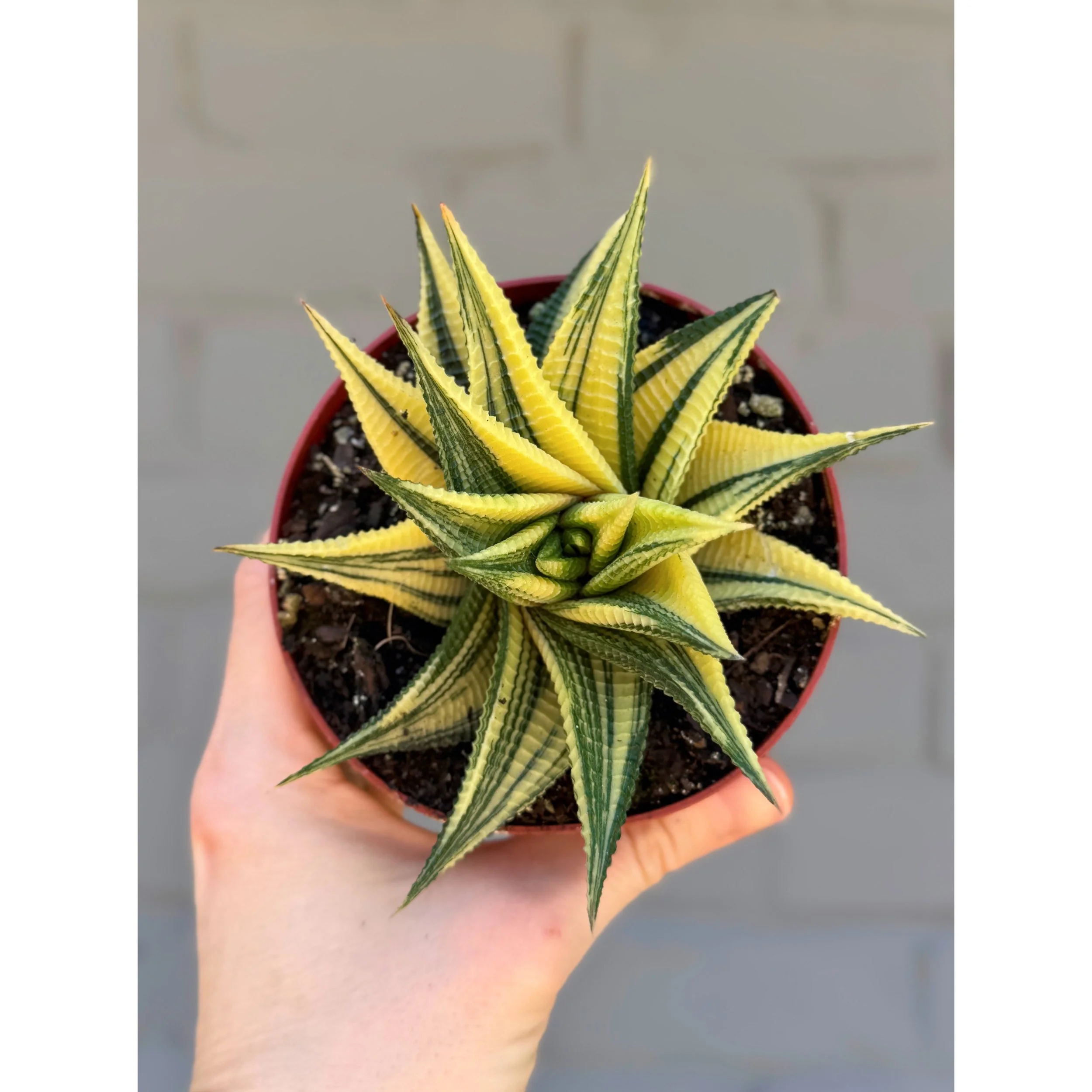 Haworthia Variegated Limifolia 4"