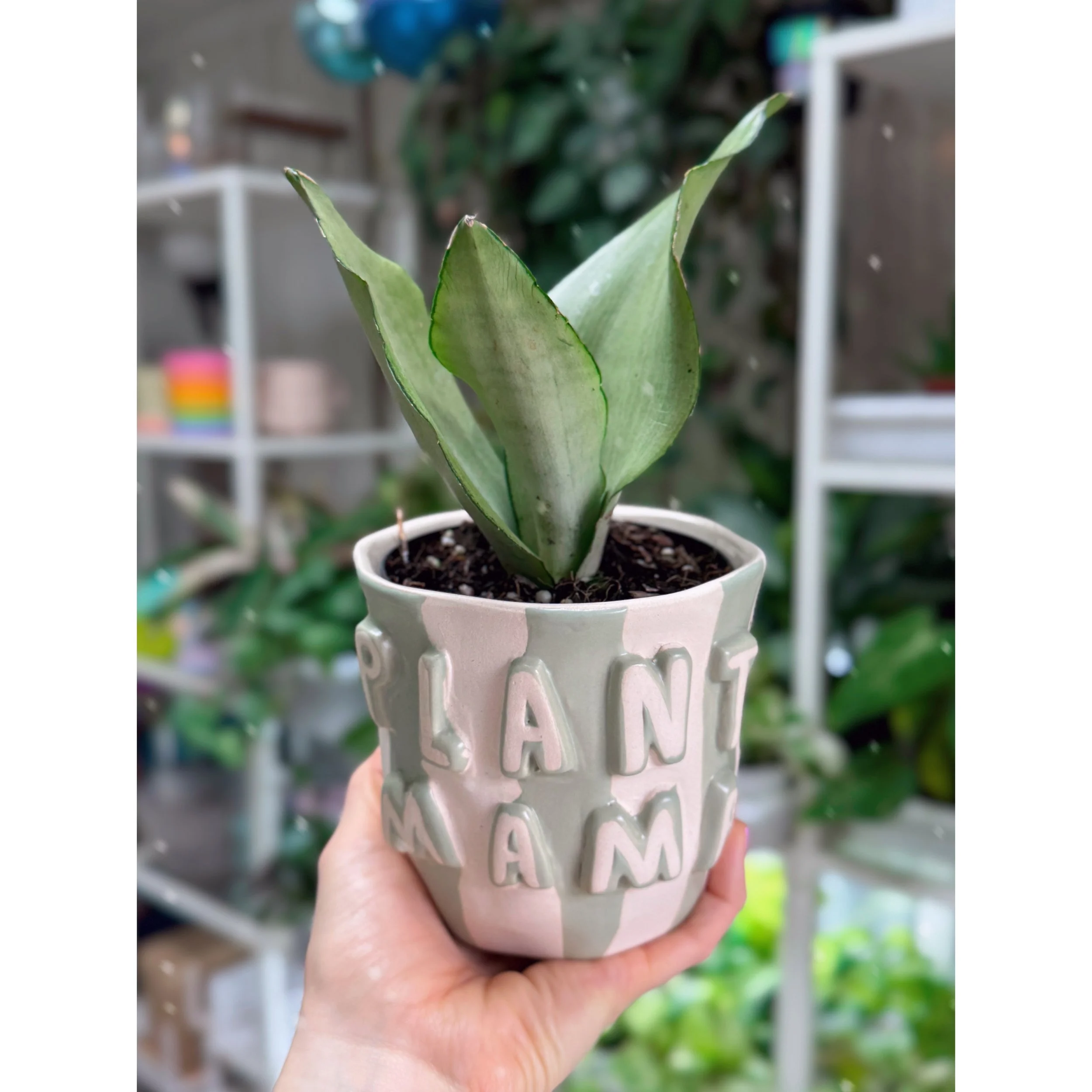 Sansevieria Moonshine in Plant Mama Pot