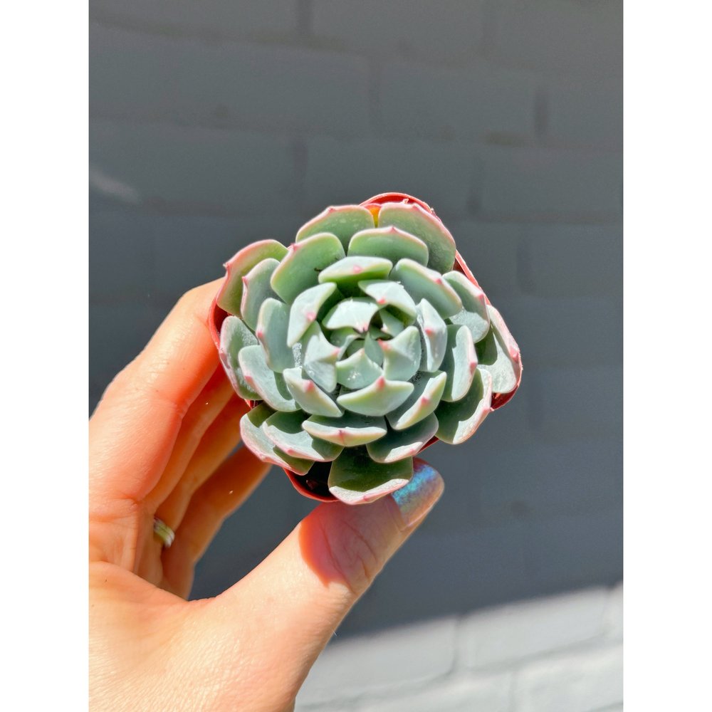 Echeveria 'Blue Mist' Succulent Plant - Live Succulent From Succulents Depot 8 thumbnail image
