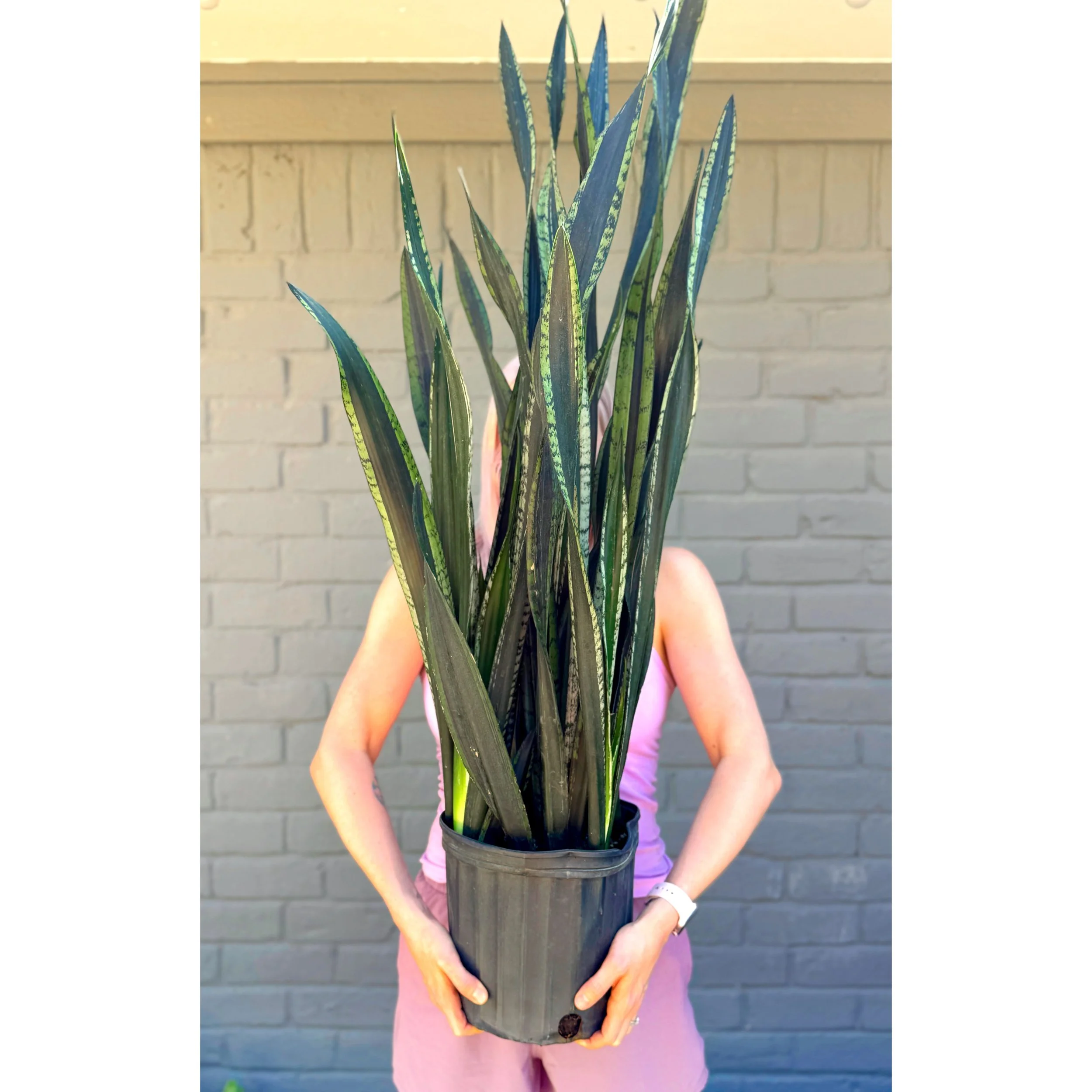 Sansevieria 'Crystal Flame'