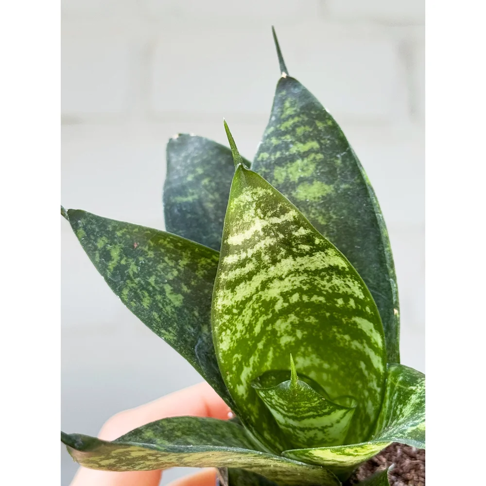 Sansevieria 'Zeylanica' Birdsnest 2” — Stayin' Alive Succulents