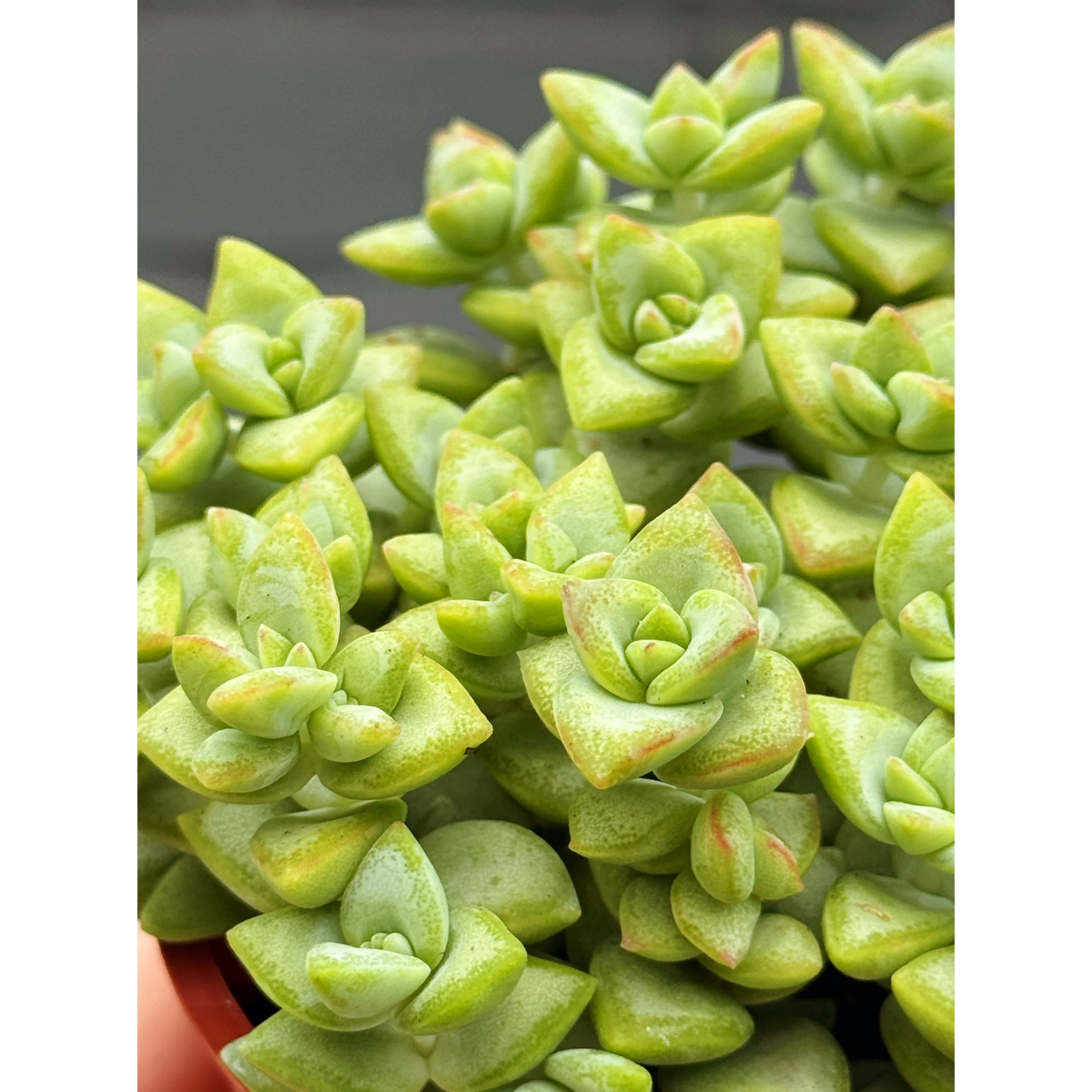 Crassula Rupestris 'Rosary Vine'