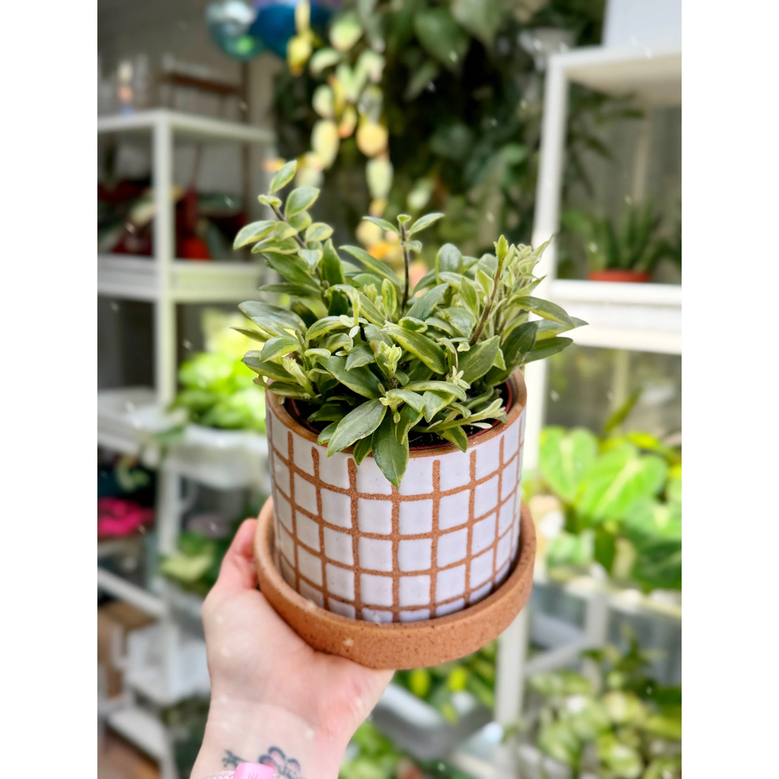 Aeschynanthus Bolero 'Bicolor Lipstick Plant' with Gridline Planter