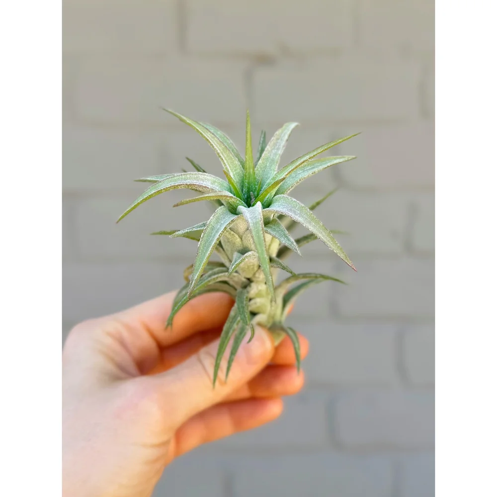 Tillandsia Ionantha Vanhyningii - Air Plant — Stayin' Alive