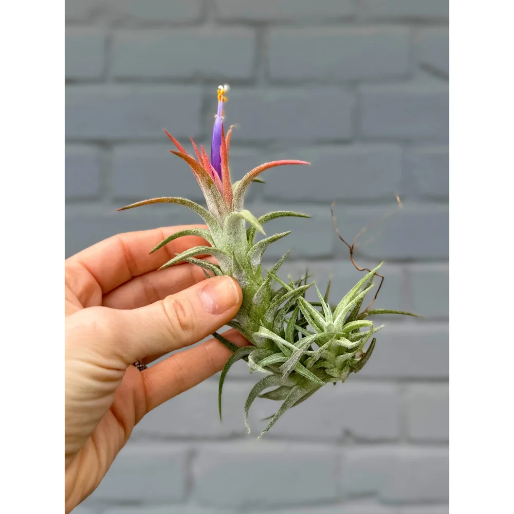 Tillandsia Ionantha Vanhyningii - Air Plant — Stayin' Alive Succulents