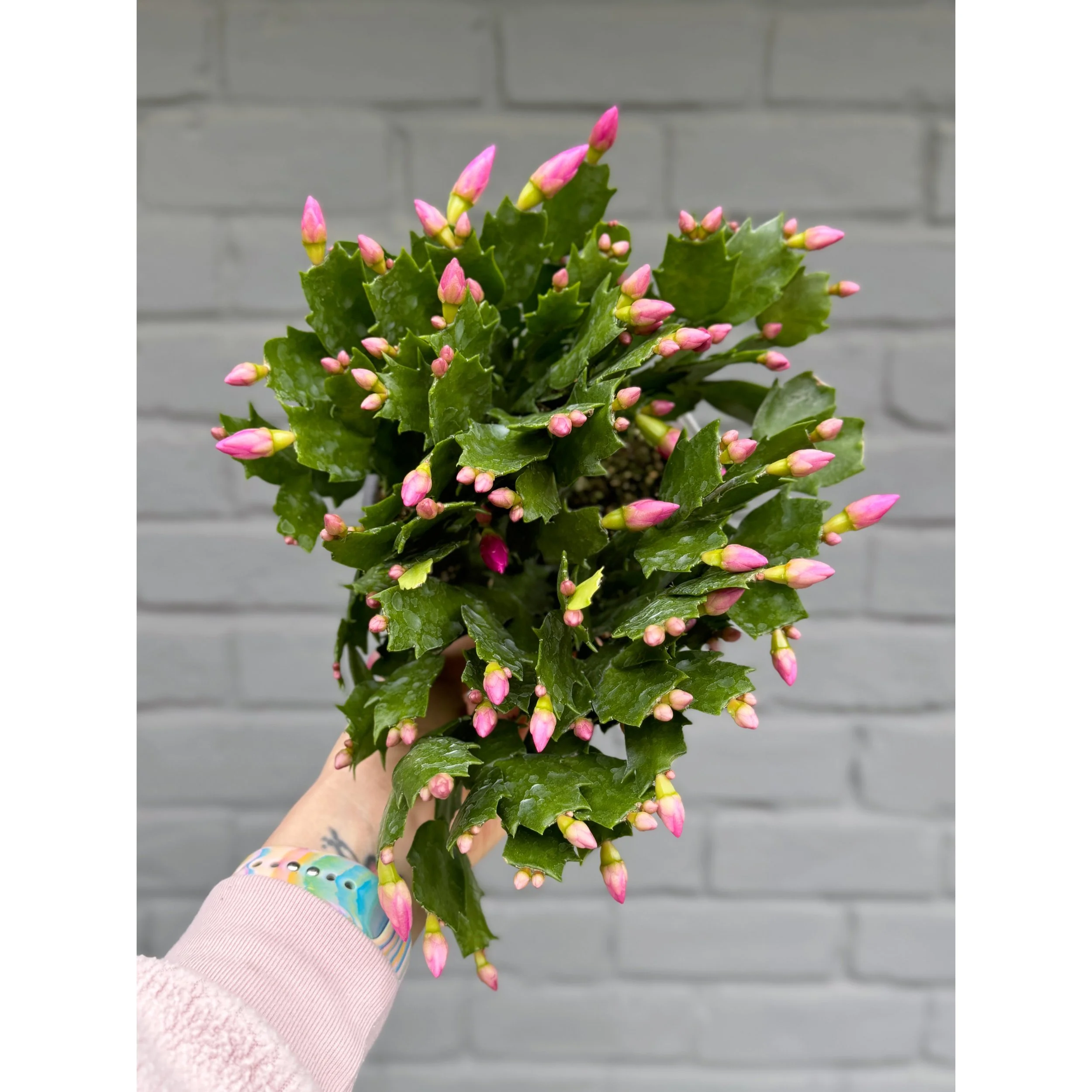 Thanksgiving Cactus - Schlumbergera Bridgesii 'Cyber Dancer' (Magenta Blooms)