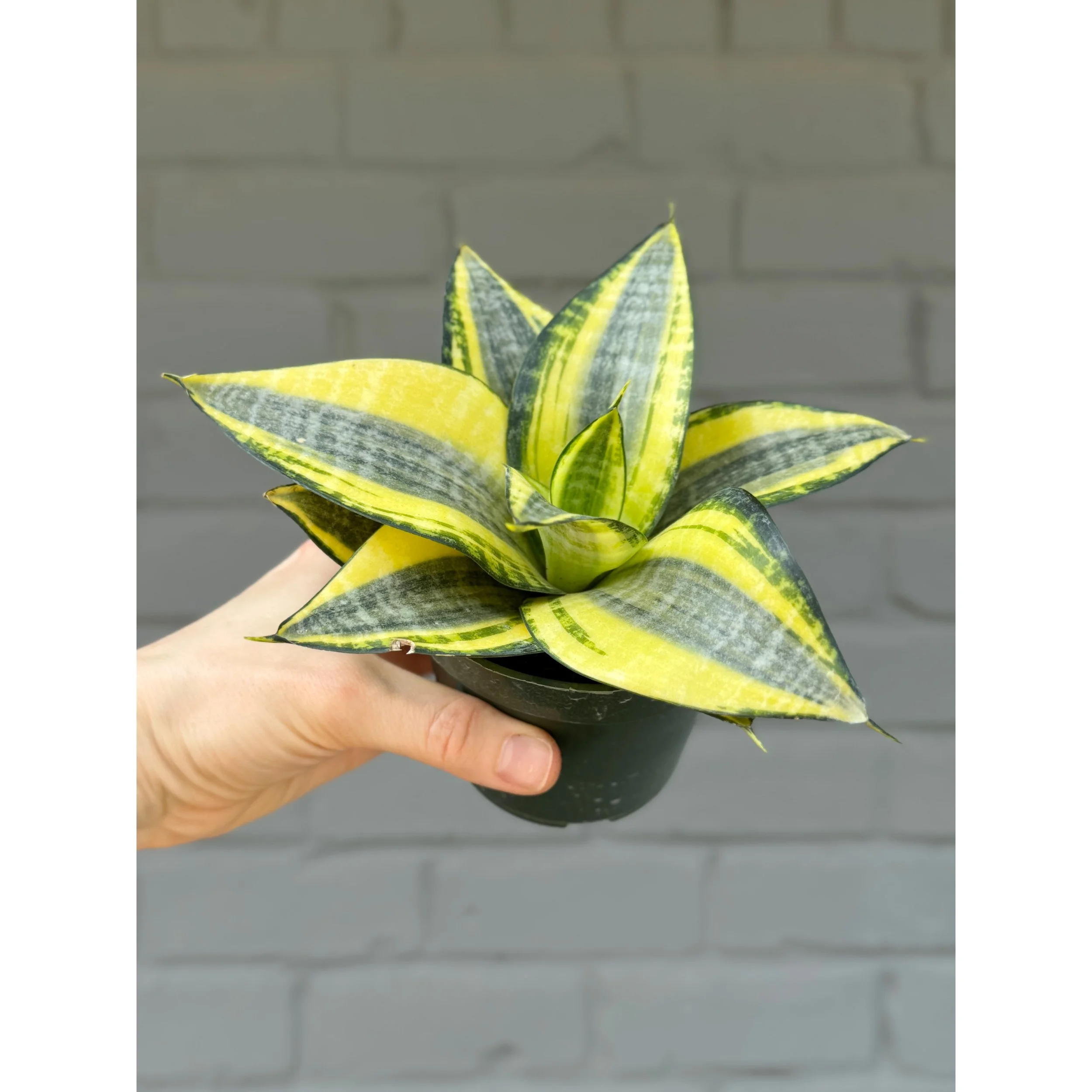 Sansevieria 'Sunny Star'