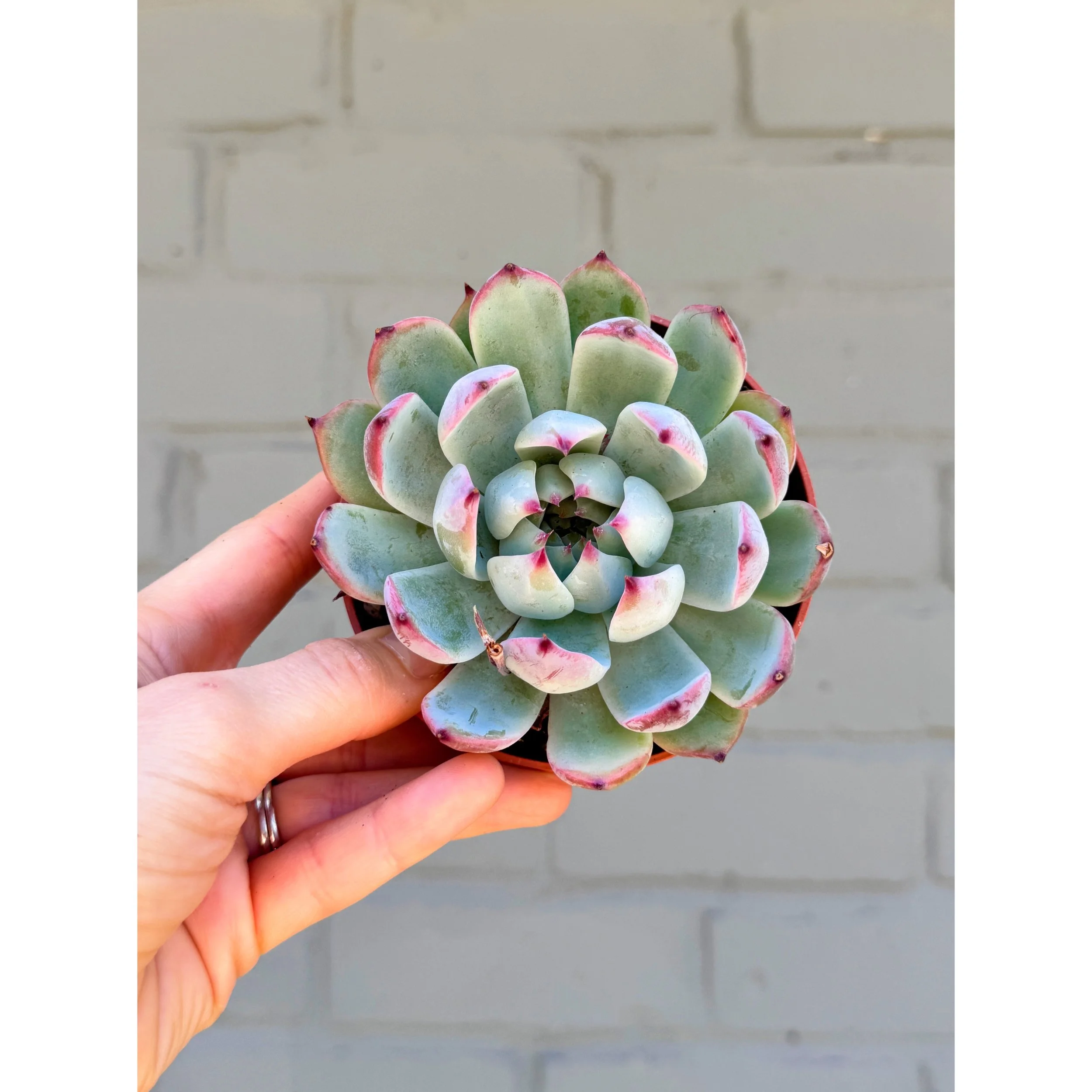 Echeveria 'Colorata' 4"