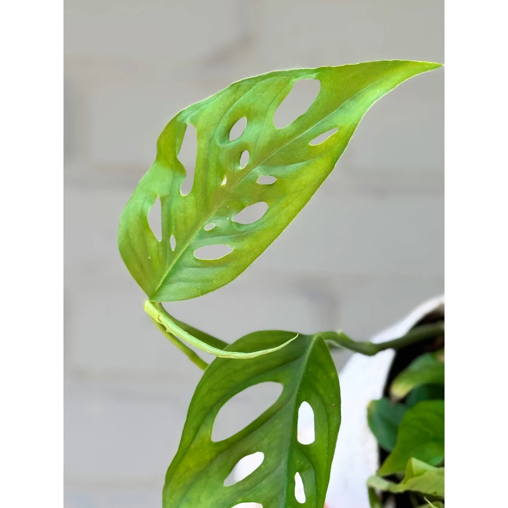 Monstera Adansonii Narrow Form 'Swiss Cheese' 6"  Stayin' Alive Succulents