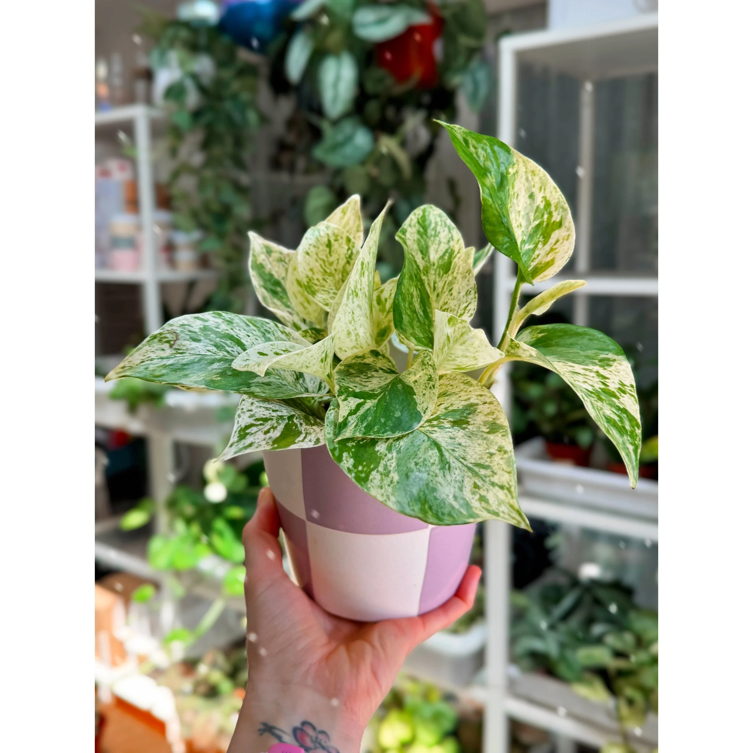 Pothos Snow Queen in Lilac Check pot