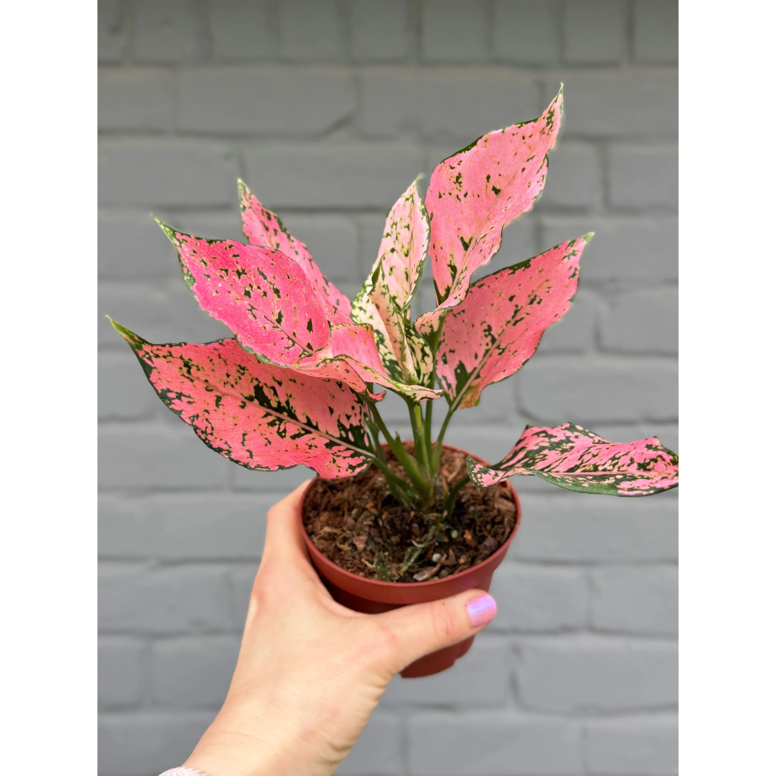 Aglaonema Hybrid 'Triphet'