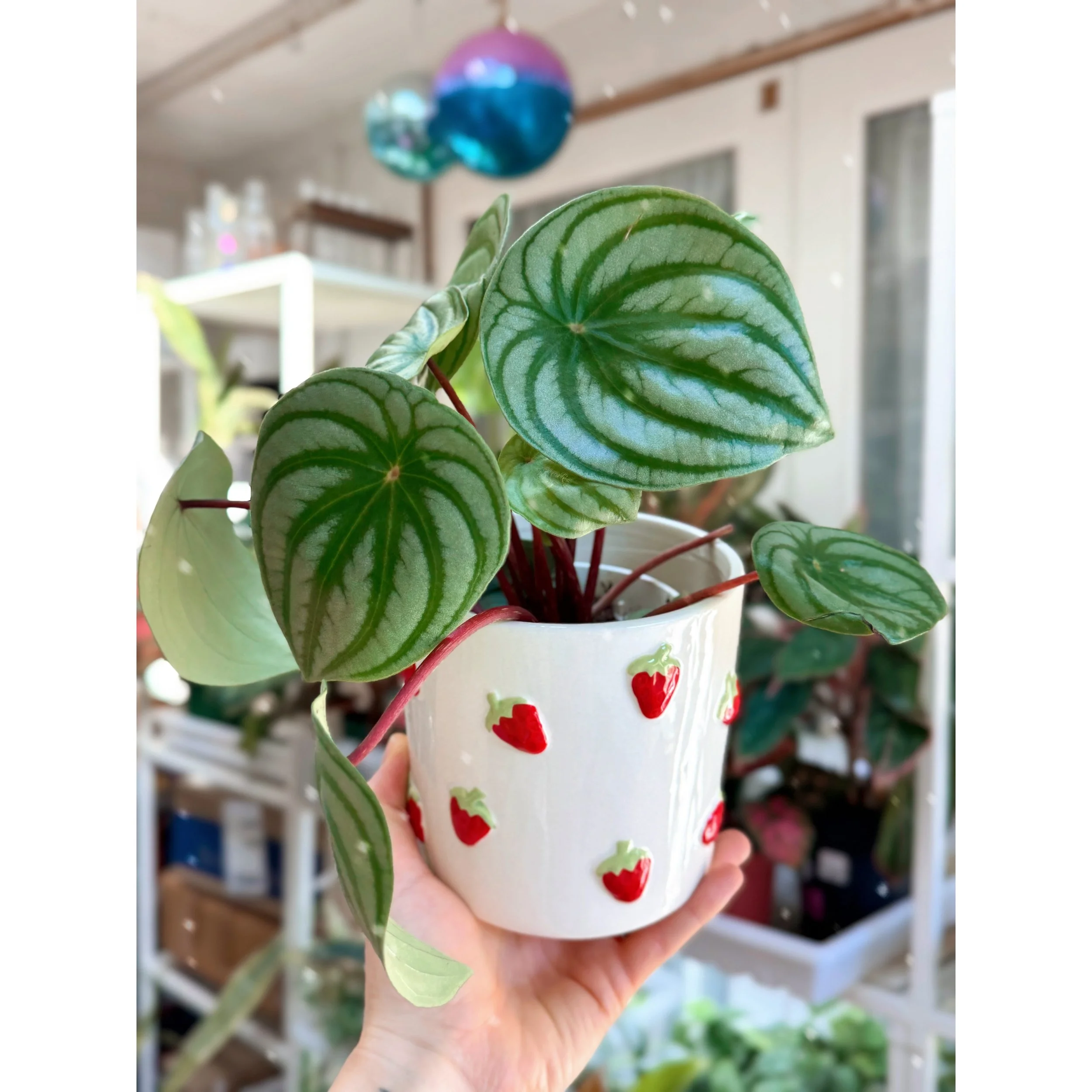 Peperomia Watermelon in Strawberry Fields Pot
