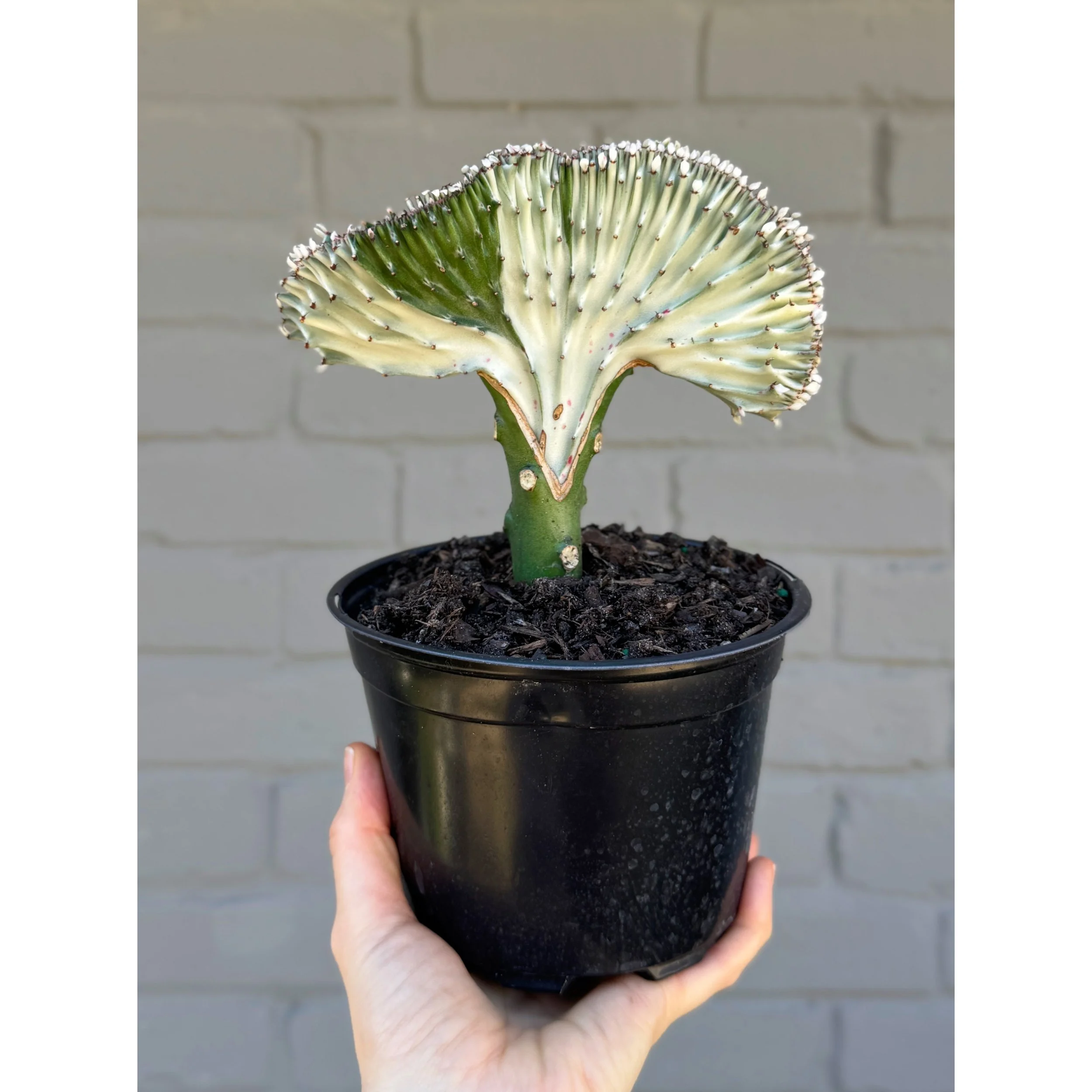 Grafted Coral Cactus 'Mermaid Tail' White Variegated