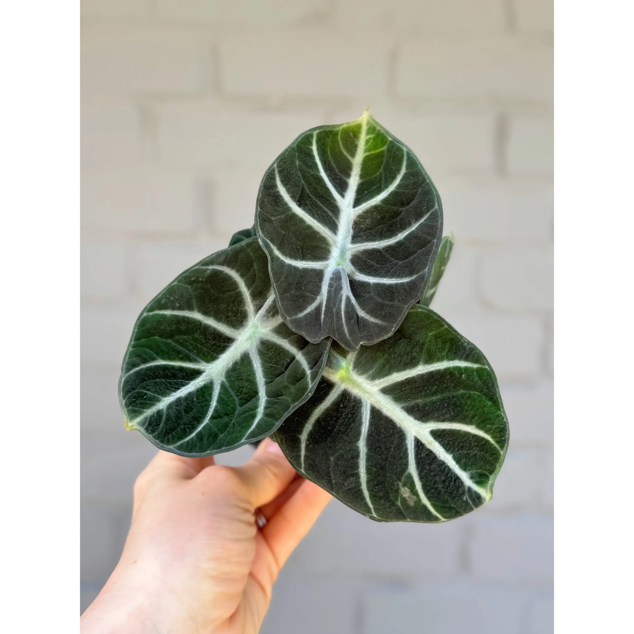 Alocasia 'Ninja'