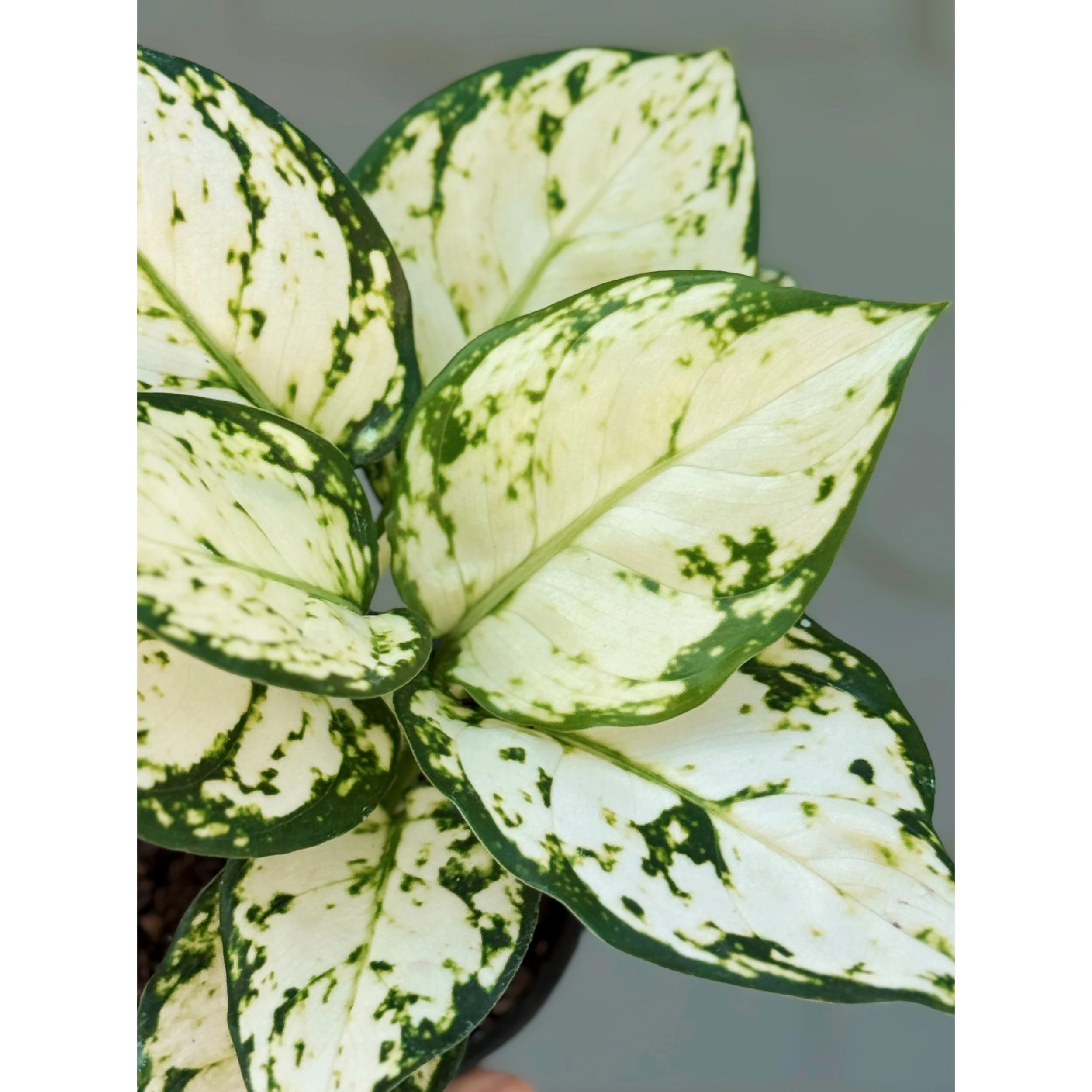 Aglaonema Hybrid 'White Pearl'