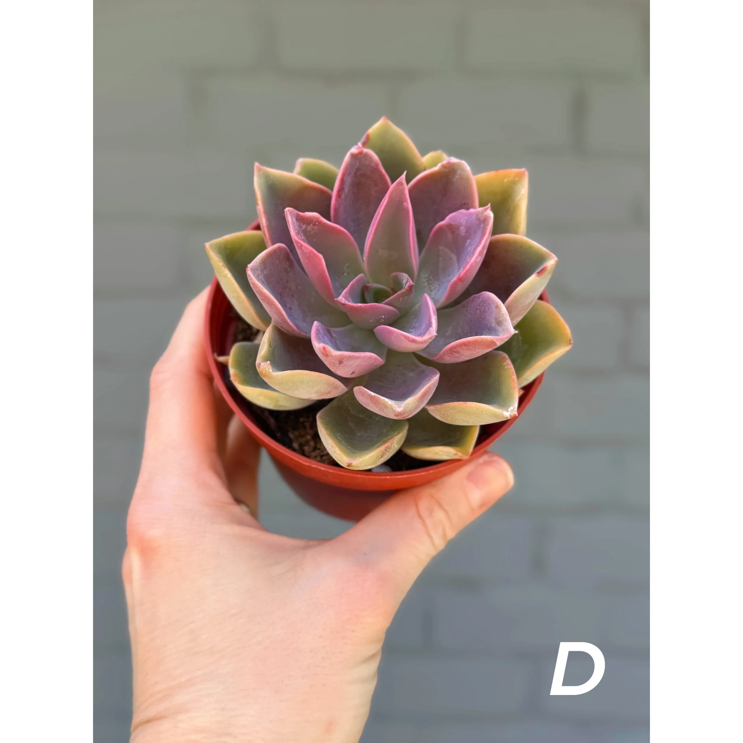 D - Echeveria Jules