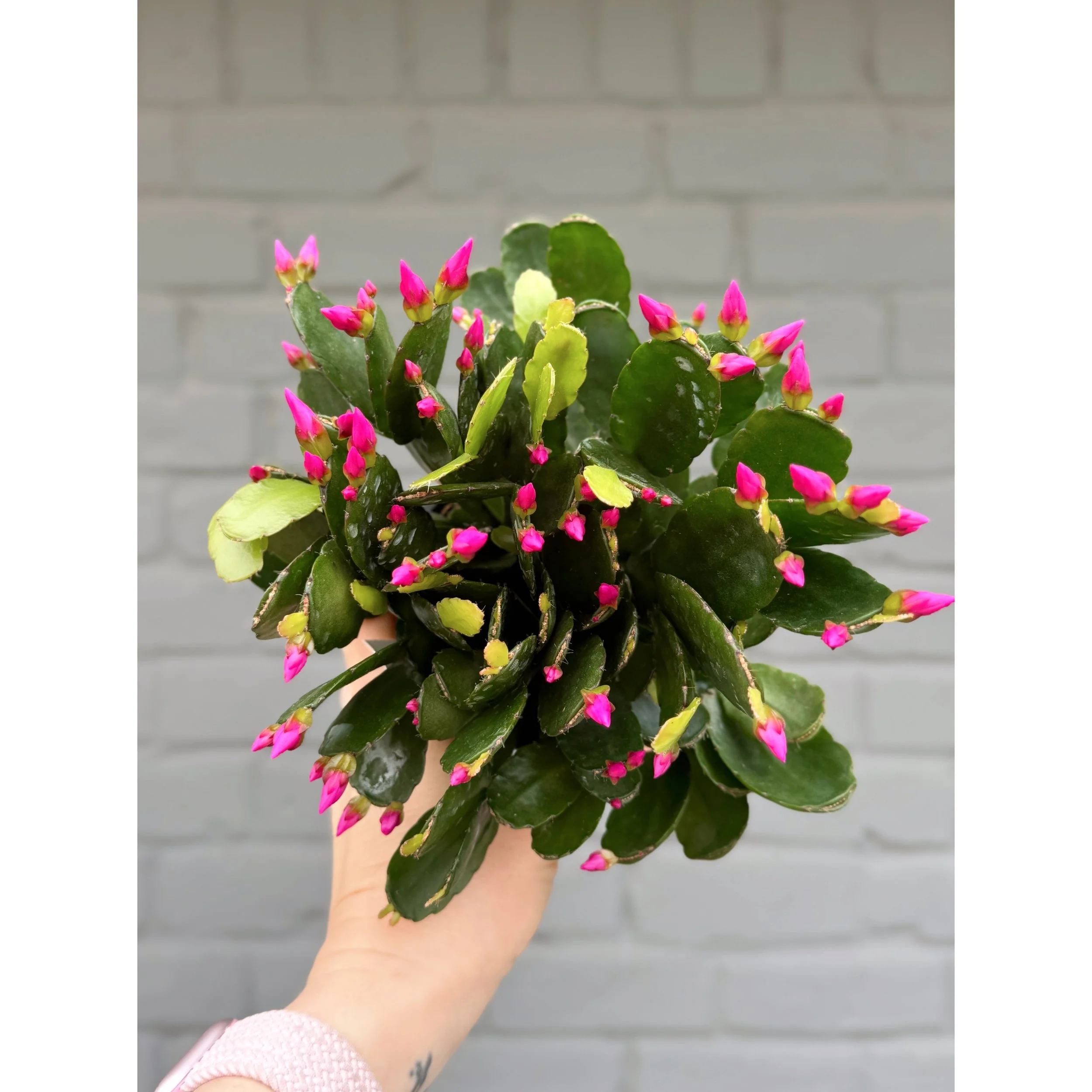 Hot Pink Spring Cactus