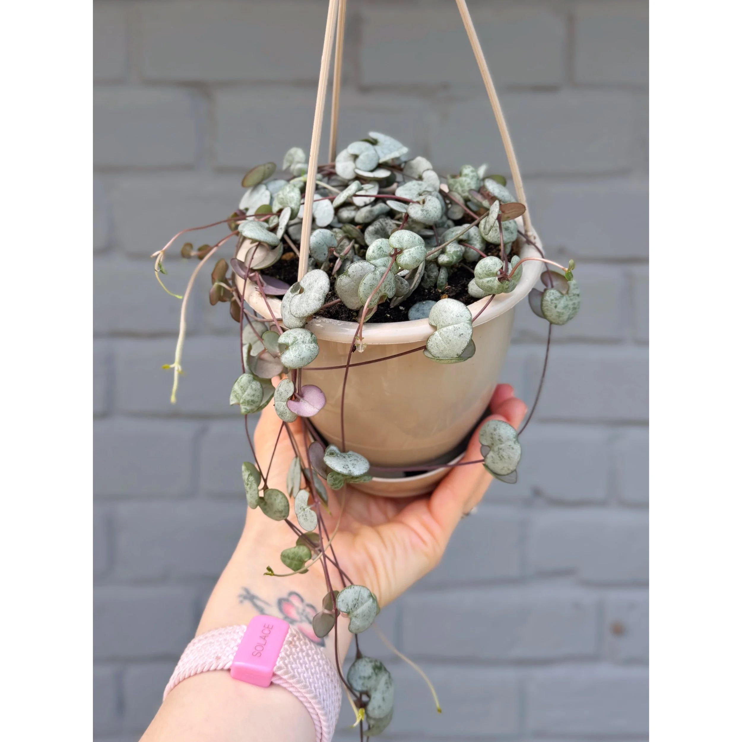 Ceropegia Woodii 'Silver Glory' String of Hearts