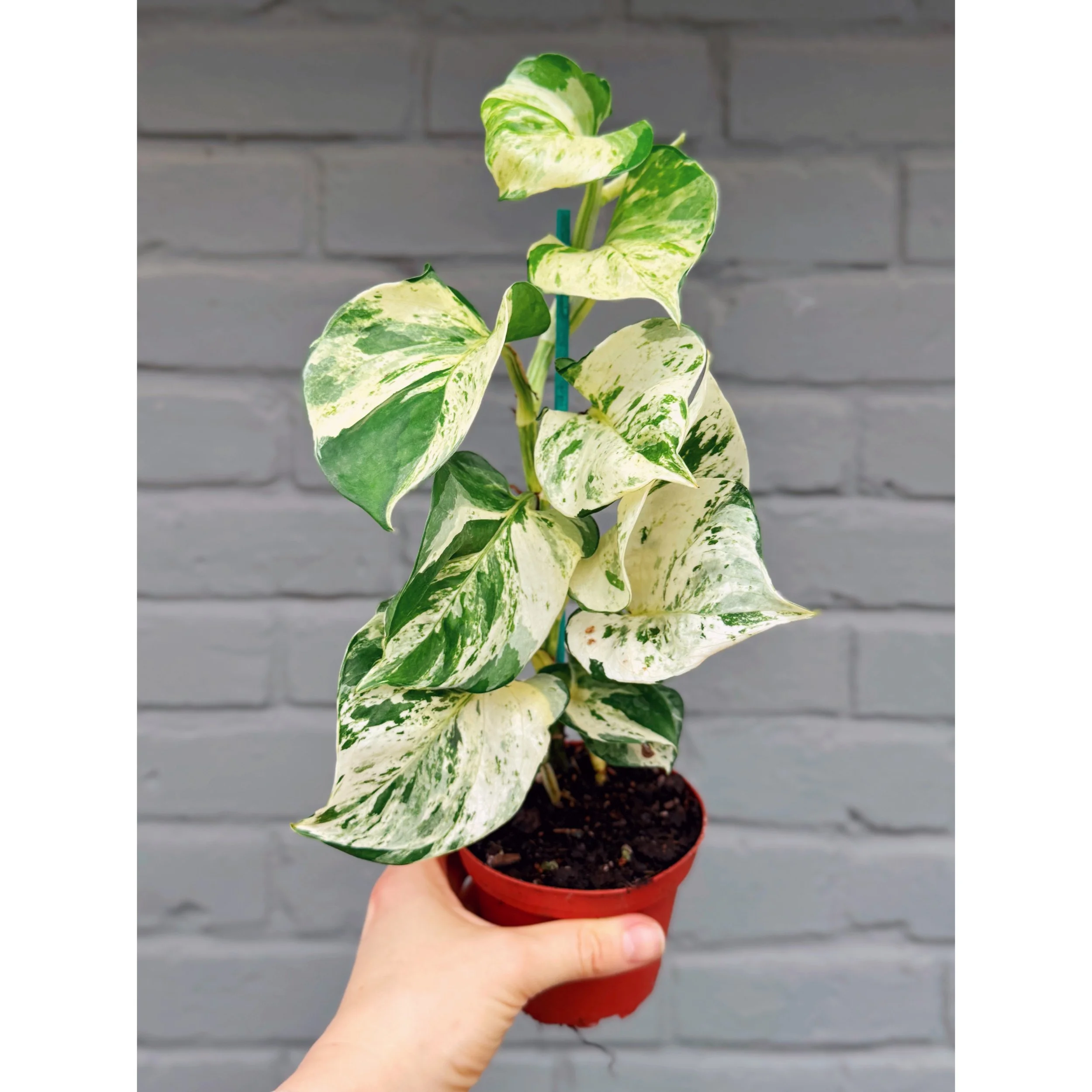 Epipremnum Aureum 'Manjula' Pothos 4"