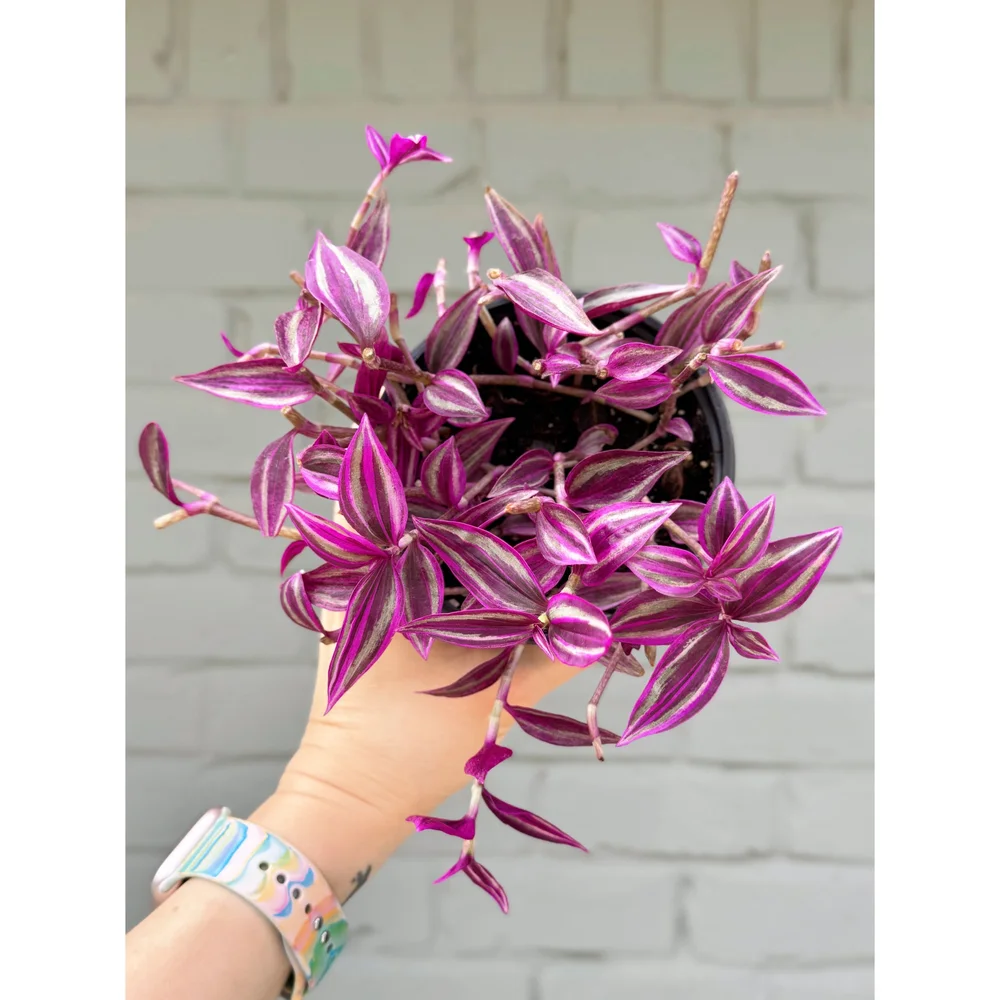 Tradescantia 'Pink Paradise' 4.5